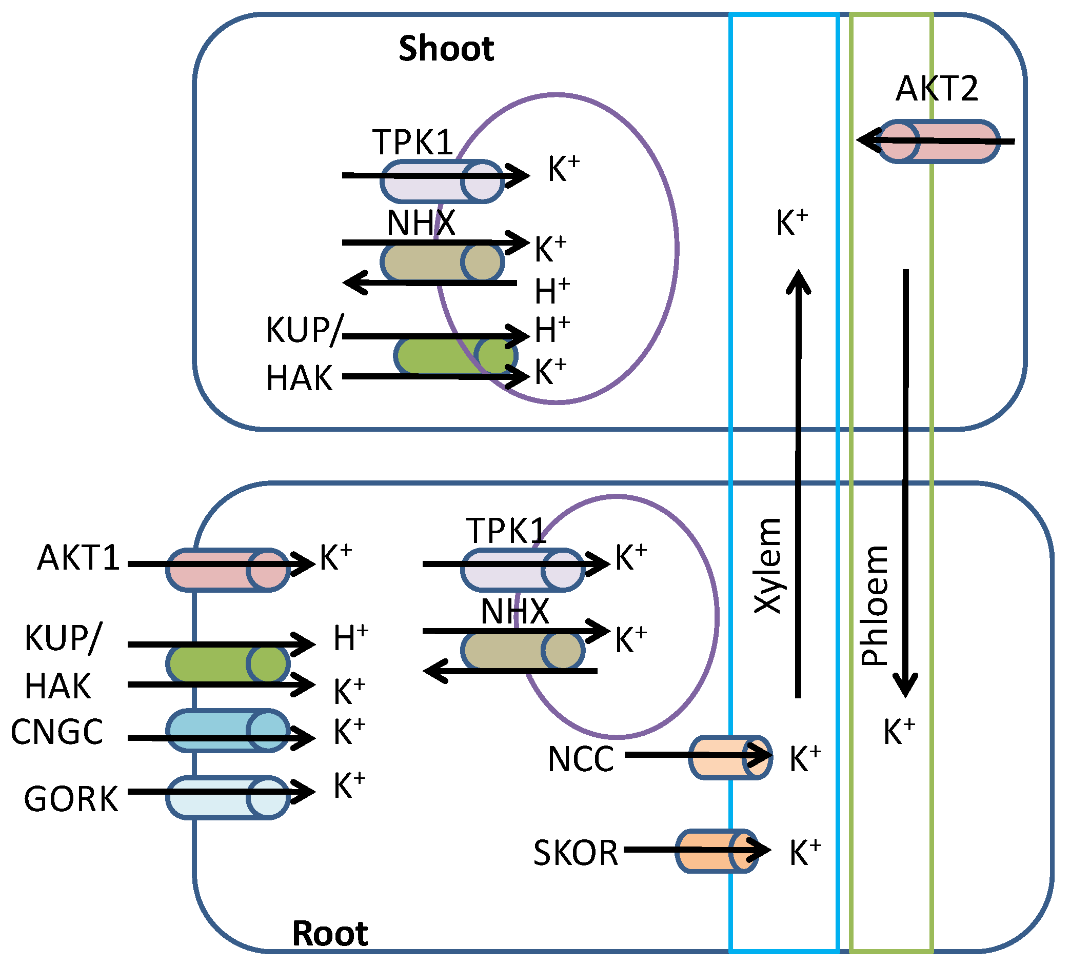 Agronomy 08 00031 g001