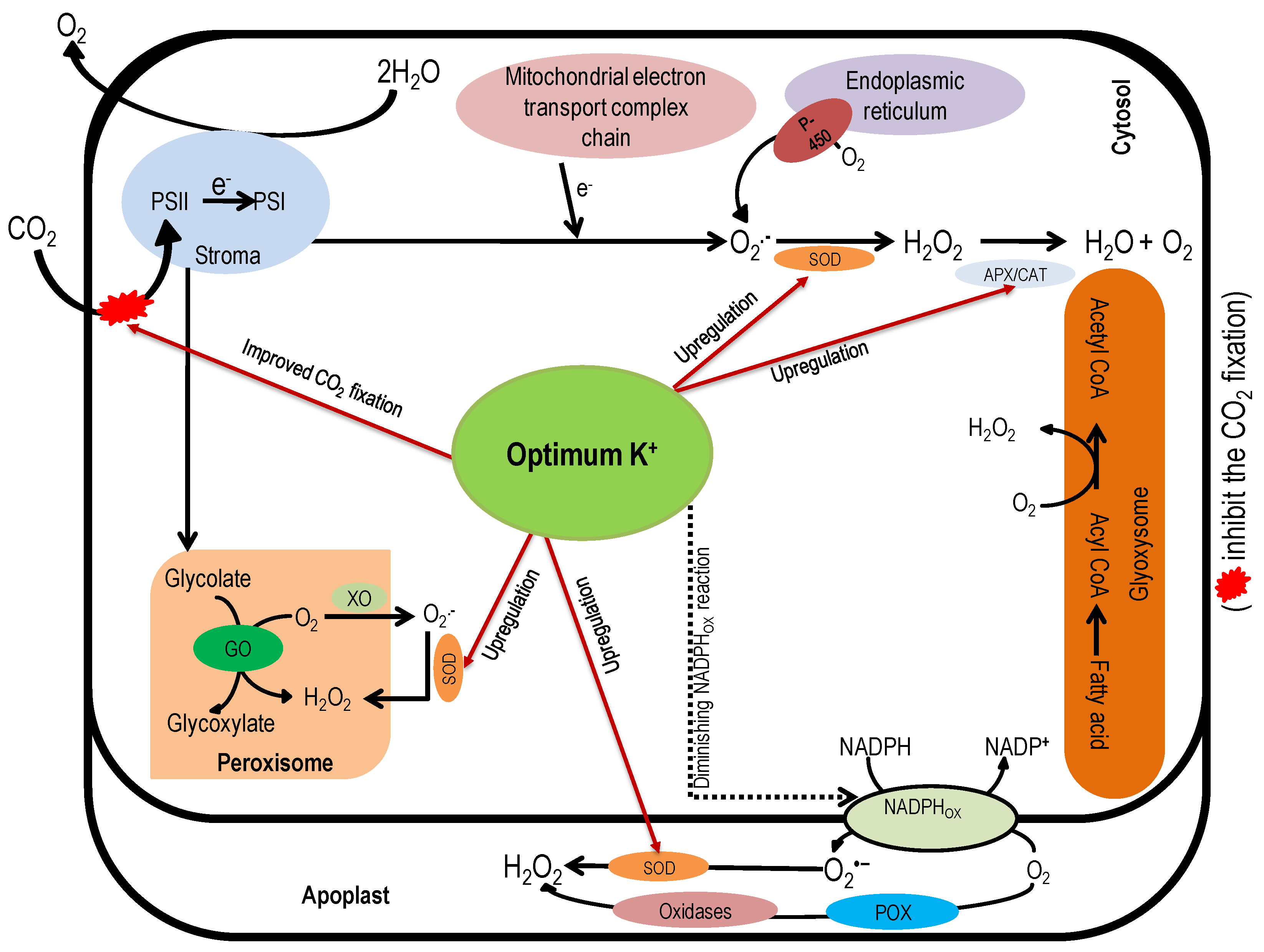 Agronomy 08 00031 g003