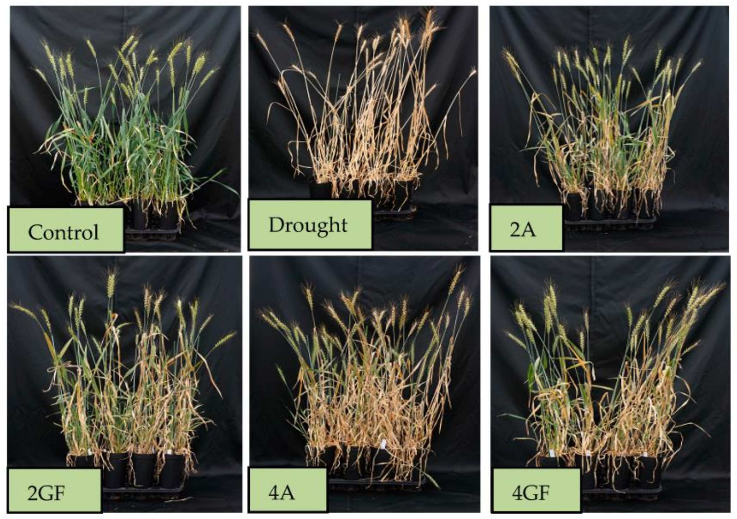 Agronomy 08 00044 g001 Agronomy 08 00044 g001