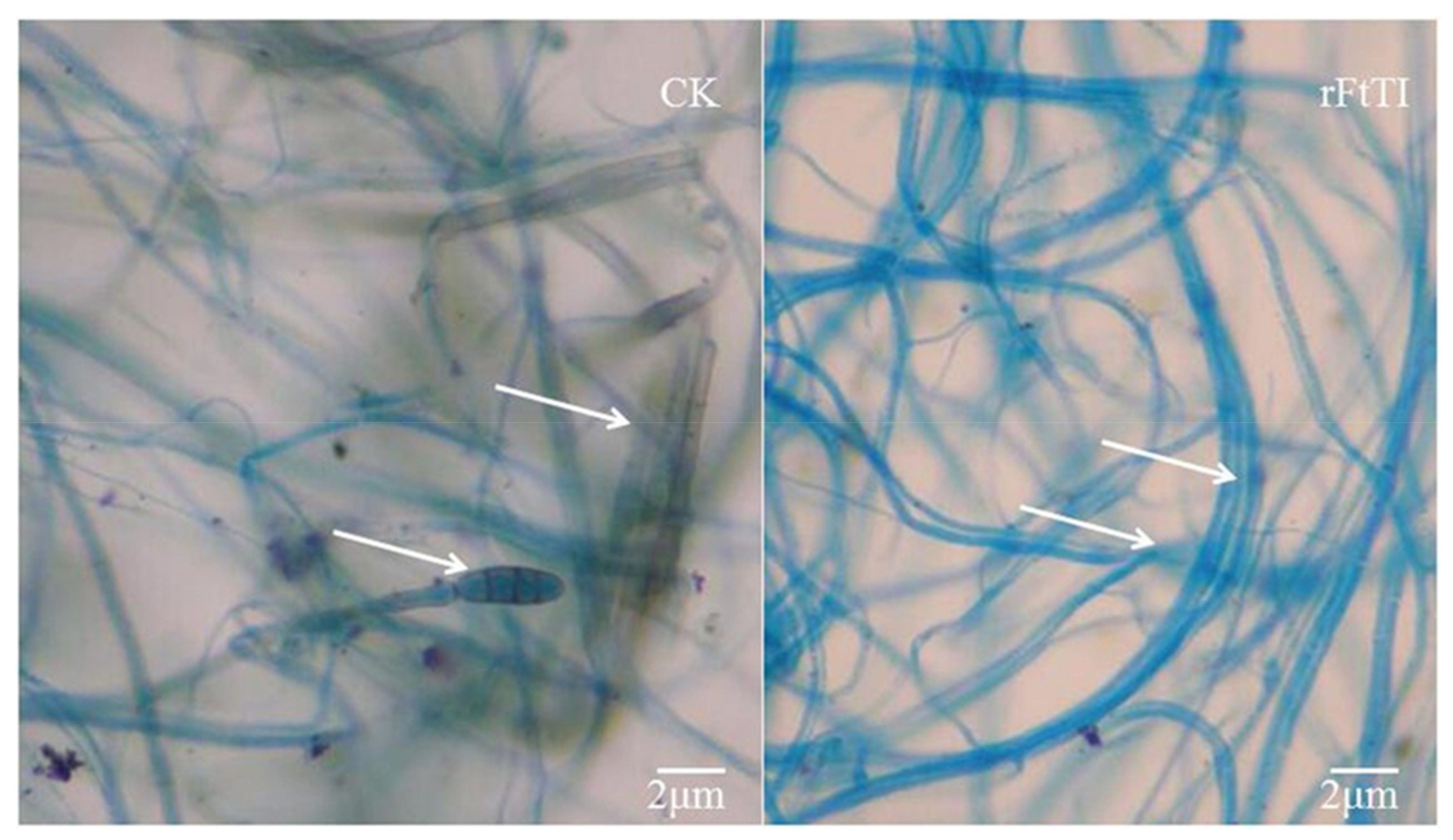 Agronomy 08 00046 g005