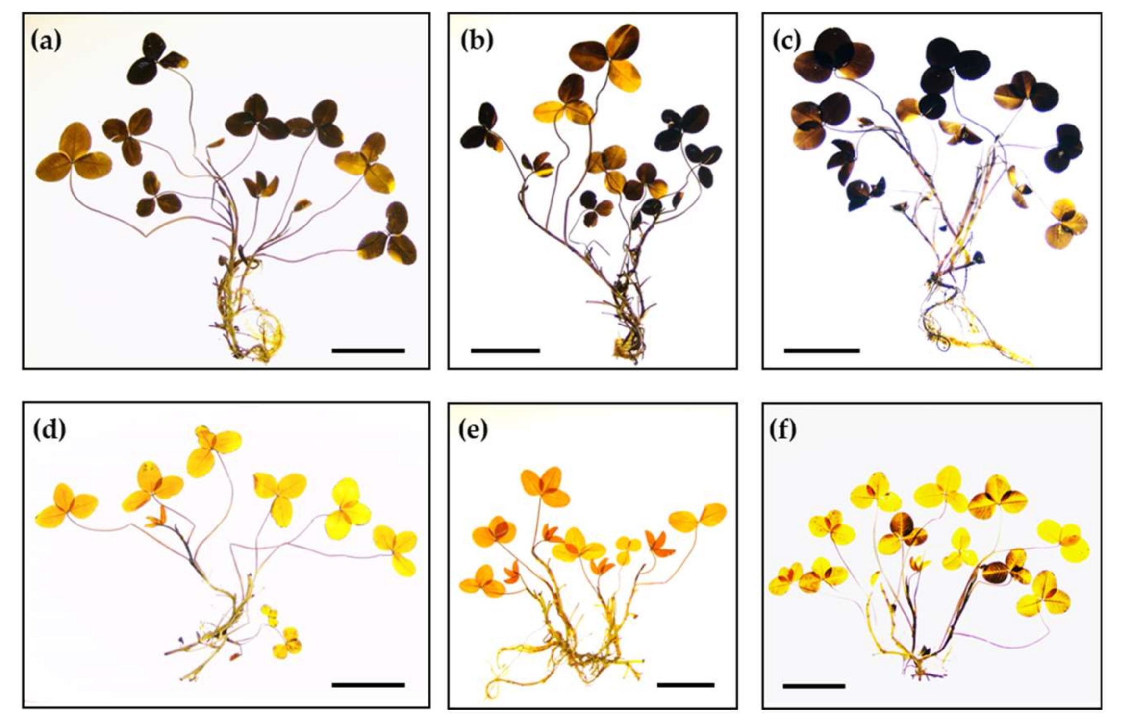 Agronomy 08 00047 g008