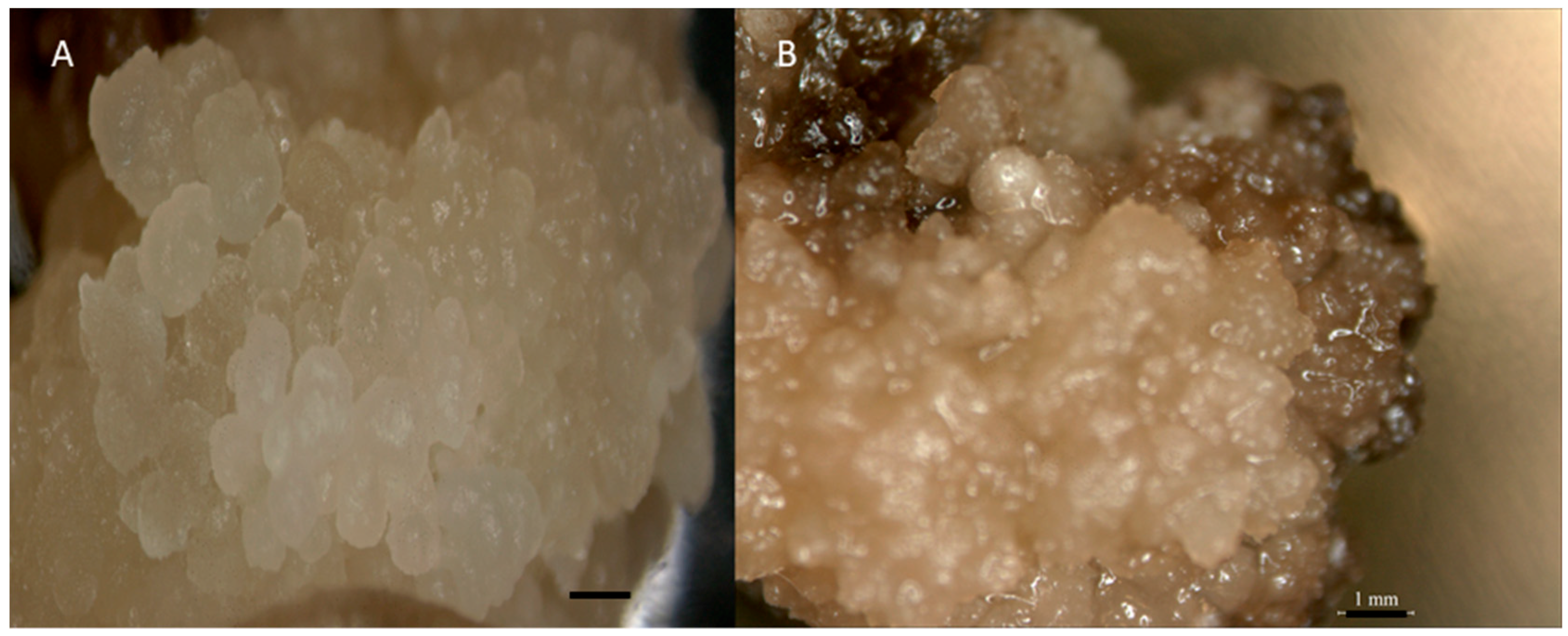 Agronomy 08 00077 g005