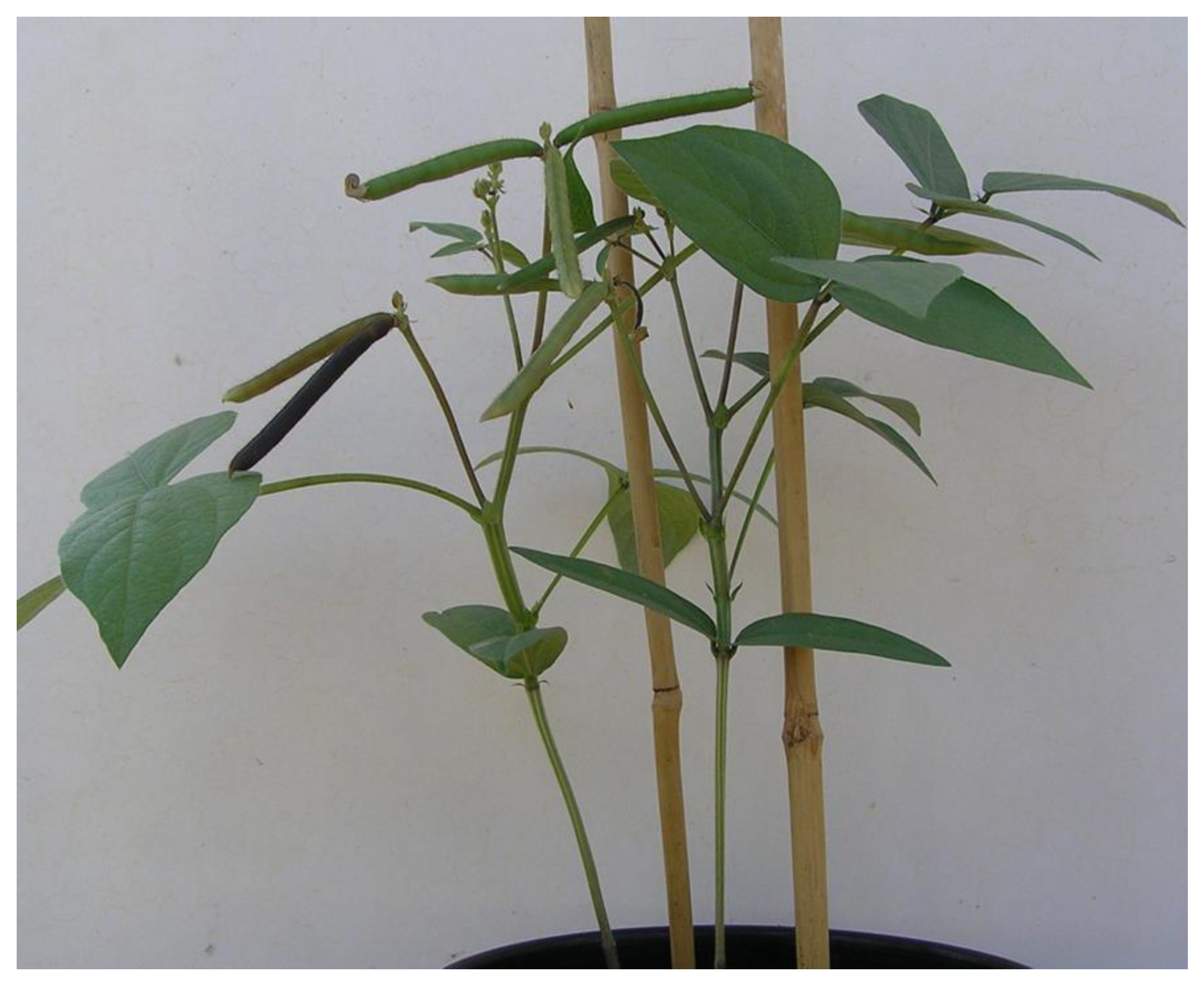 Agronomy 08 00083 g004