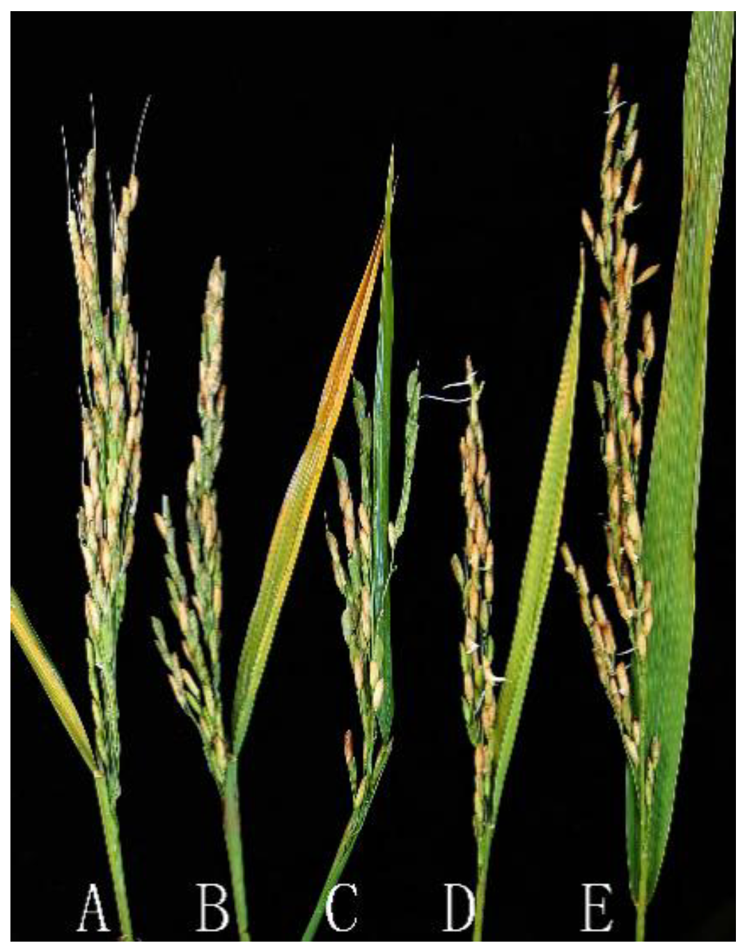 Agronomy 08 00191 g001