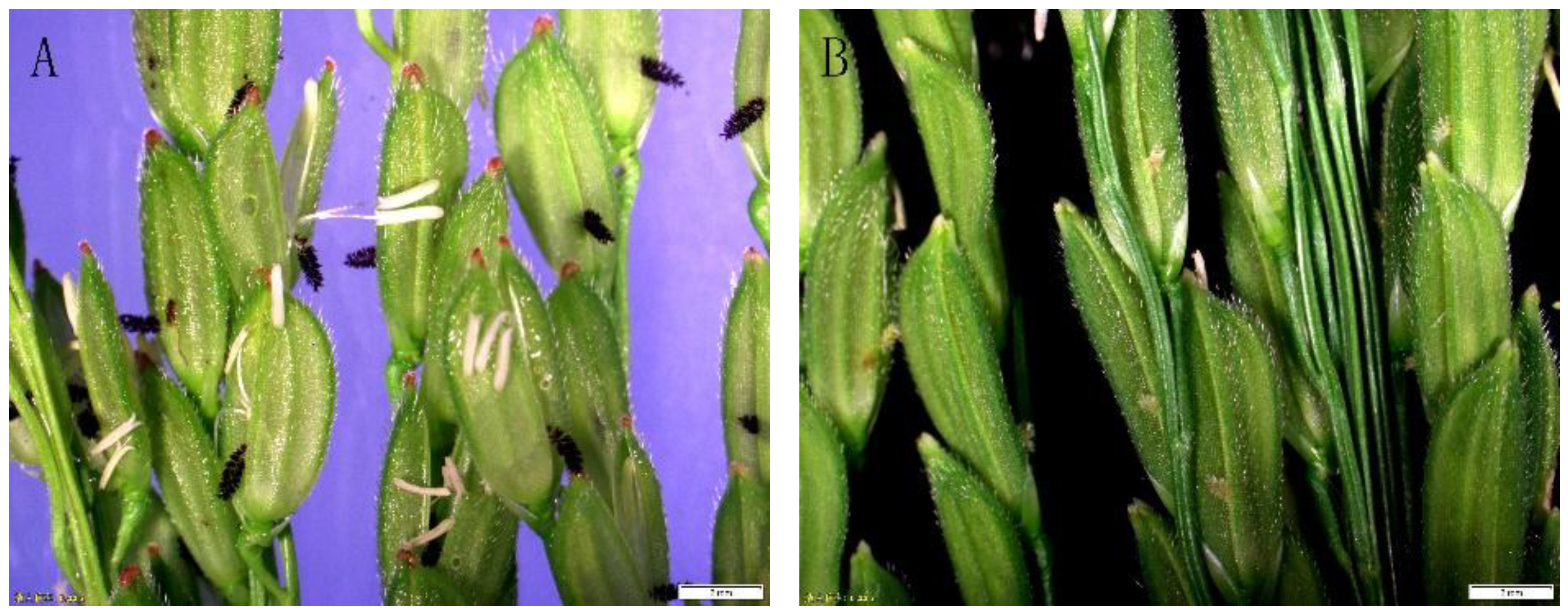 Agronomy 08 00191 g003