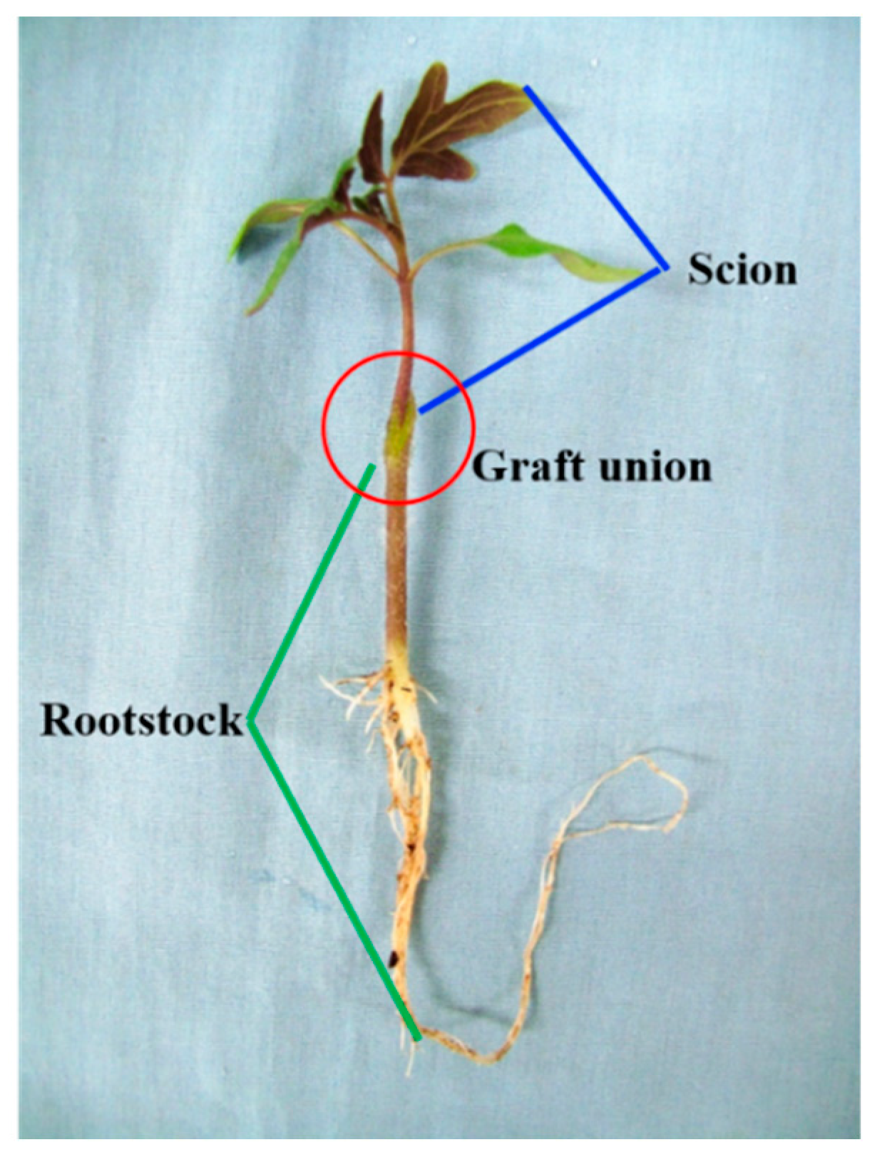 Agronomy 08 00207 g001