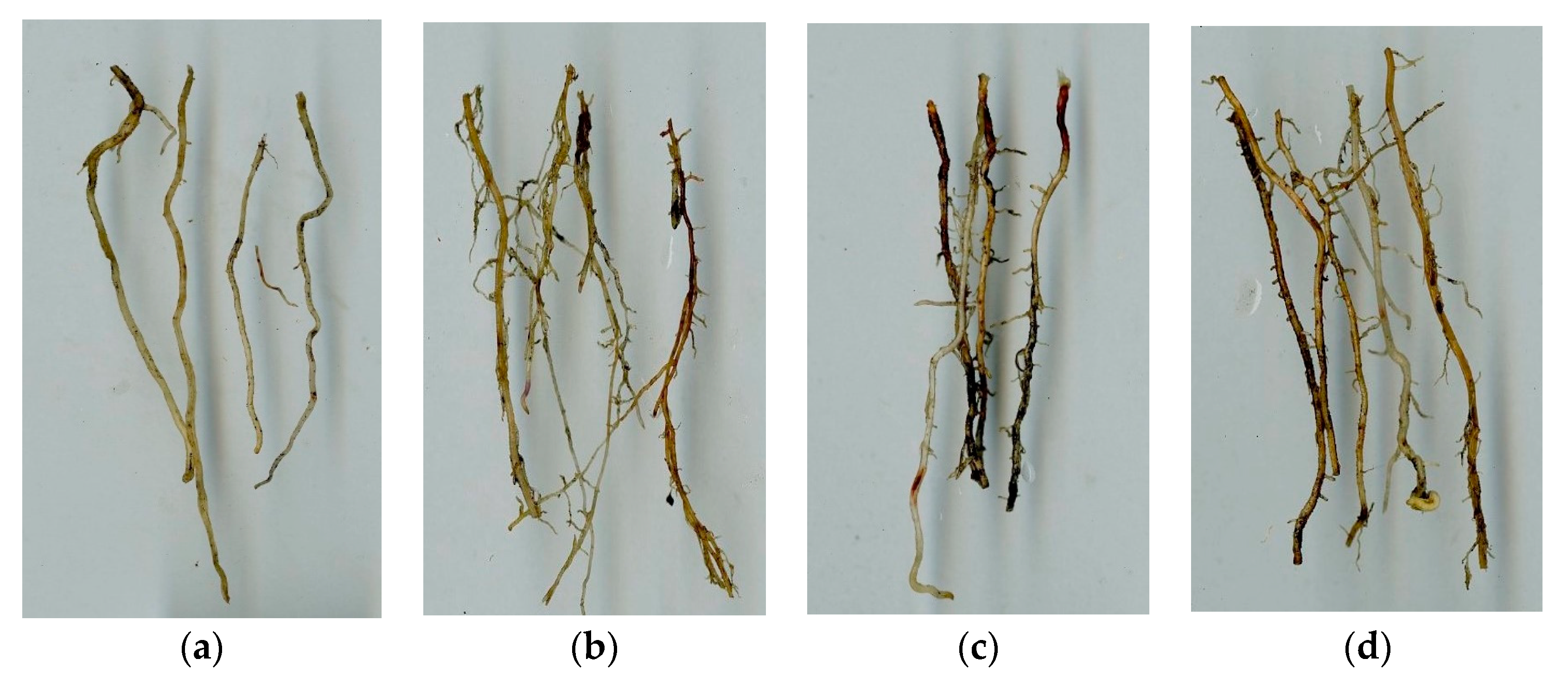 Agronomy 08 00223 g002