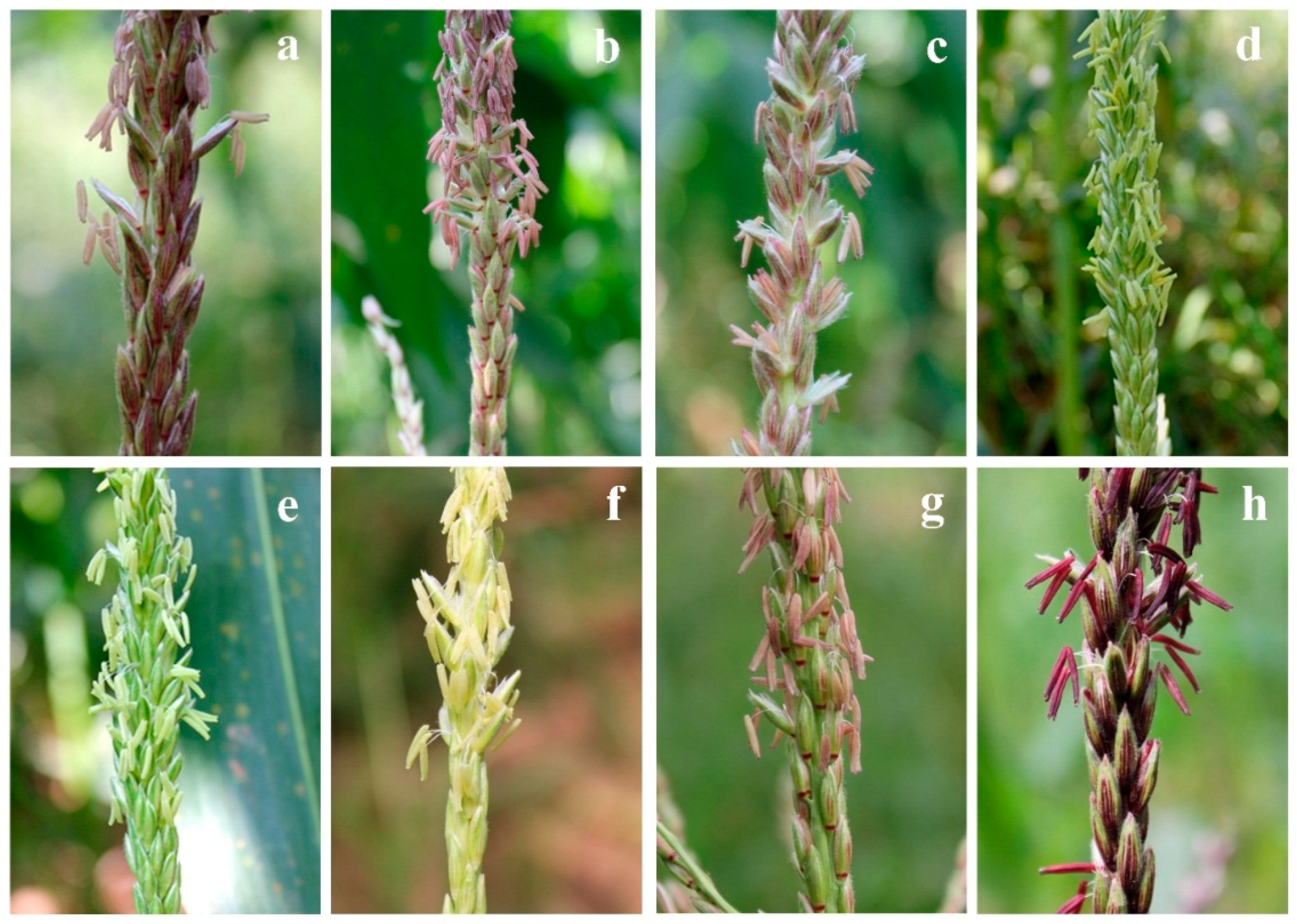 Agronomy 08 00242 g001