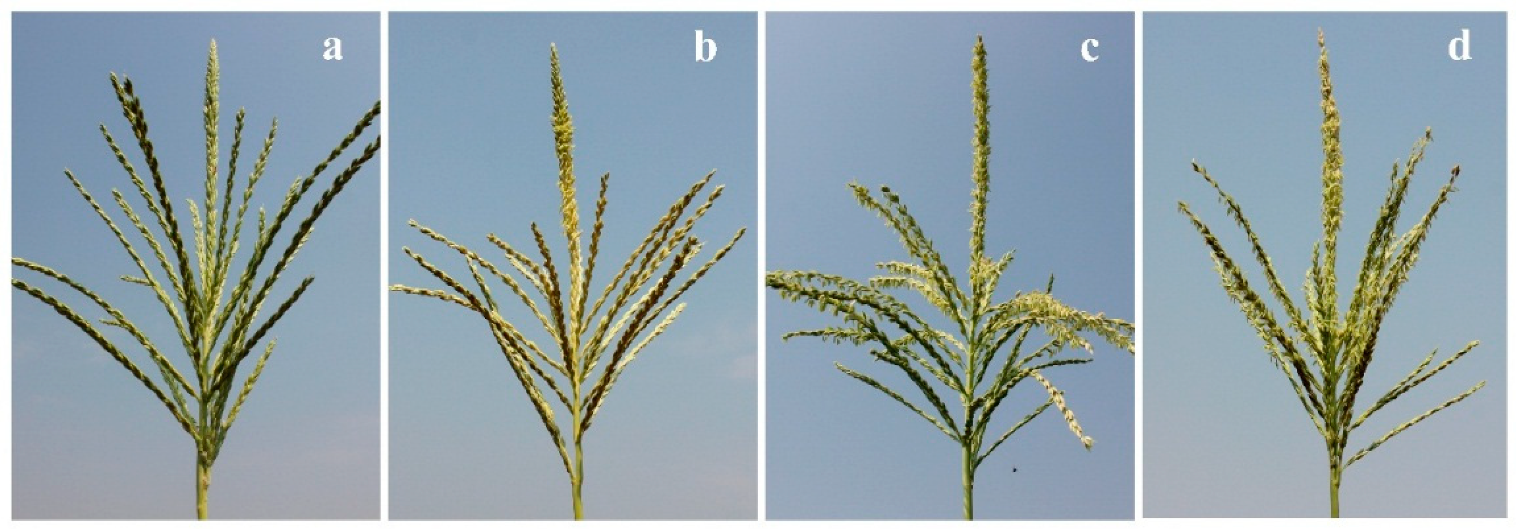 Agronomy 08 00242 g002