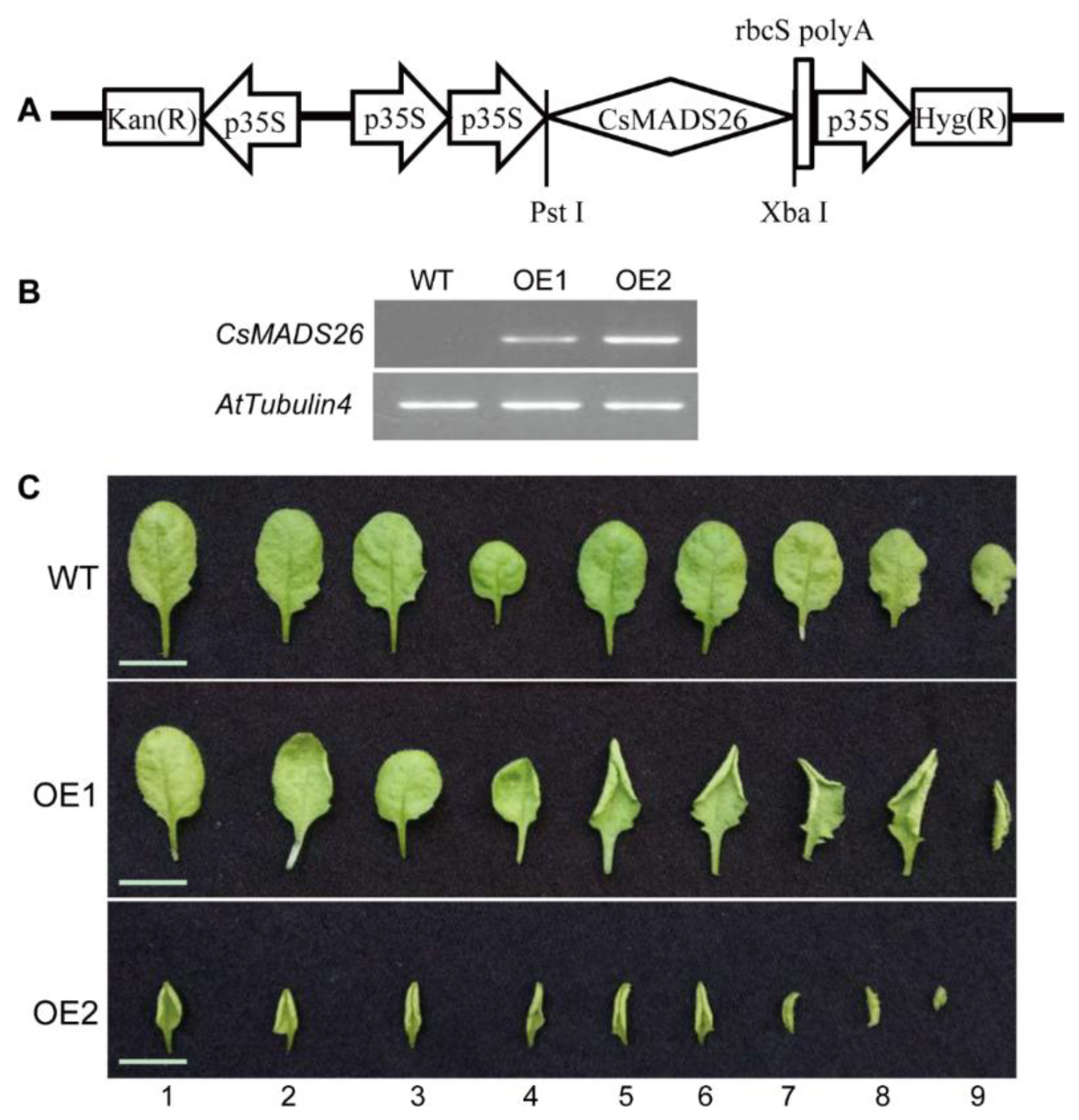Agronomy 08 00265 g006 Agronomy 08 00265 g006