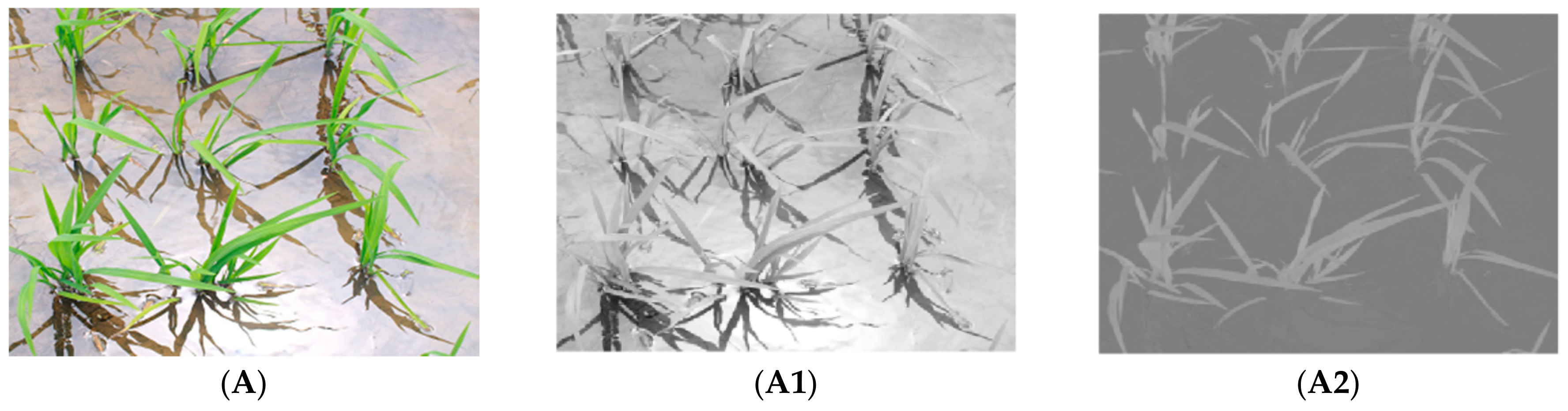 Agronomy 08 00269 g002a Agronomy 08 00269 g002a