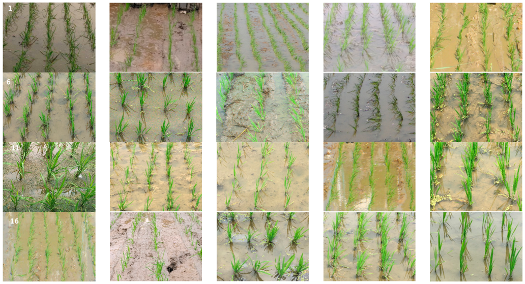 Agronomy 08 00269 g003a Agronomy 08 00269 g003a