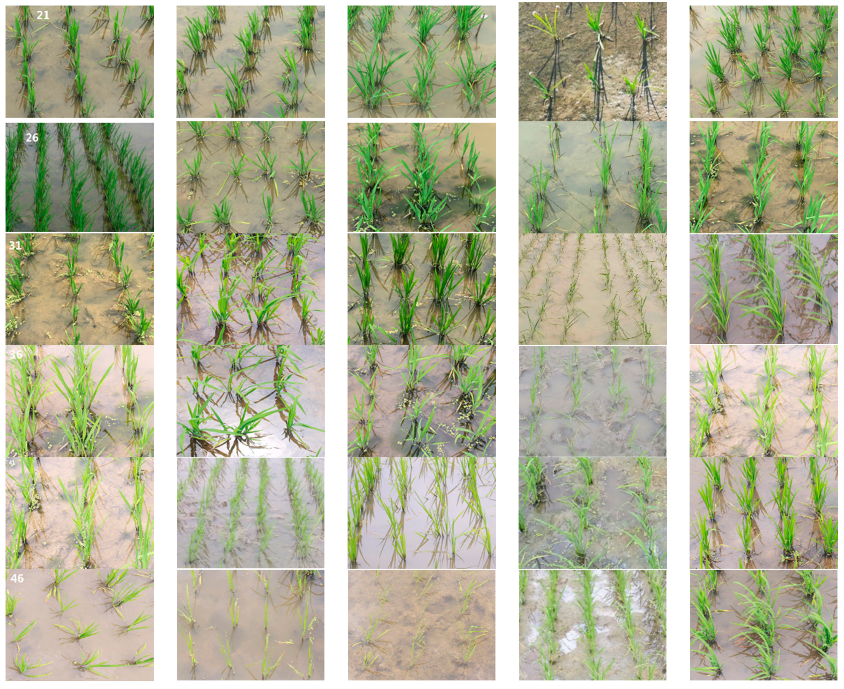 Agronomy 08 00269 g003b Agronomy 08 00269 g003b