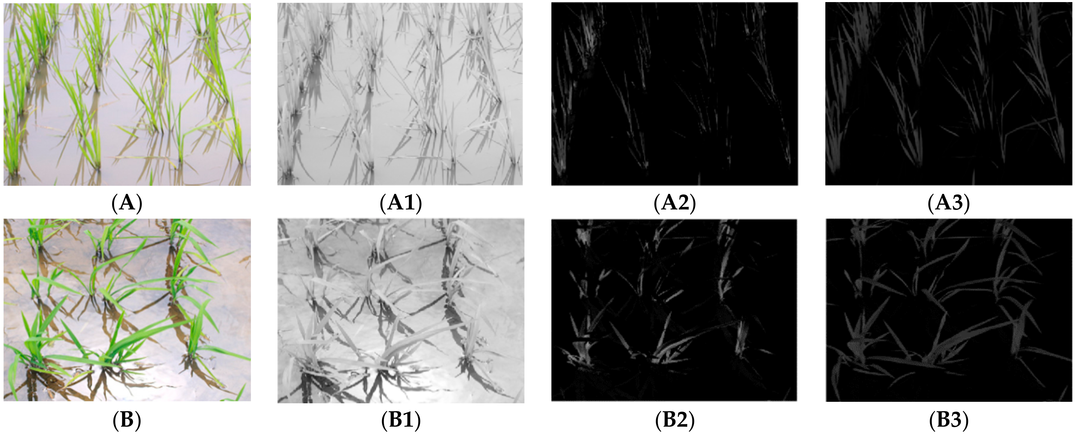 Agronomy 08 00269 g010 Agronomy 08 00269 g010