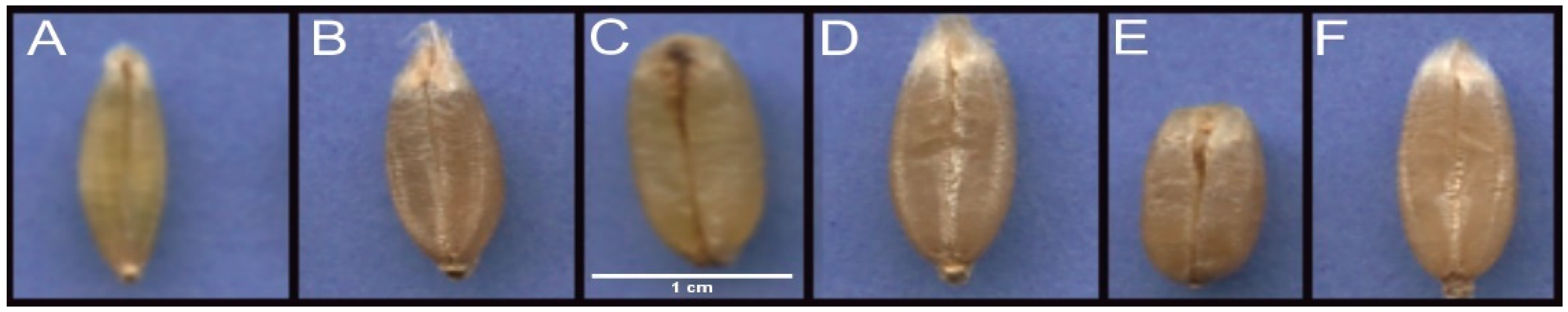 Agronomy 08 00296 g001