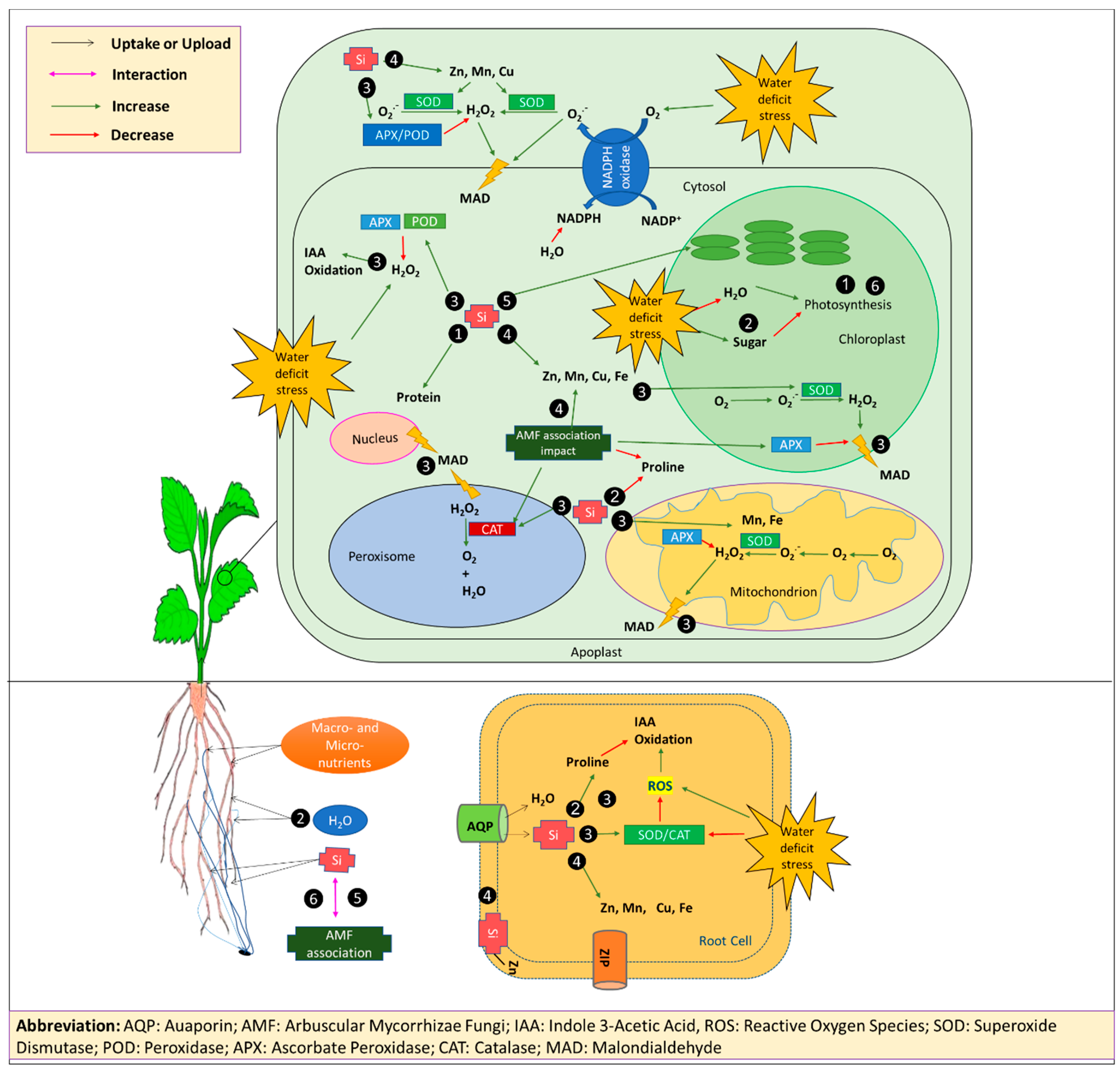 Agronomy 09 00041 g003