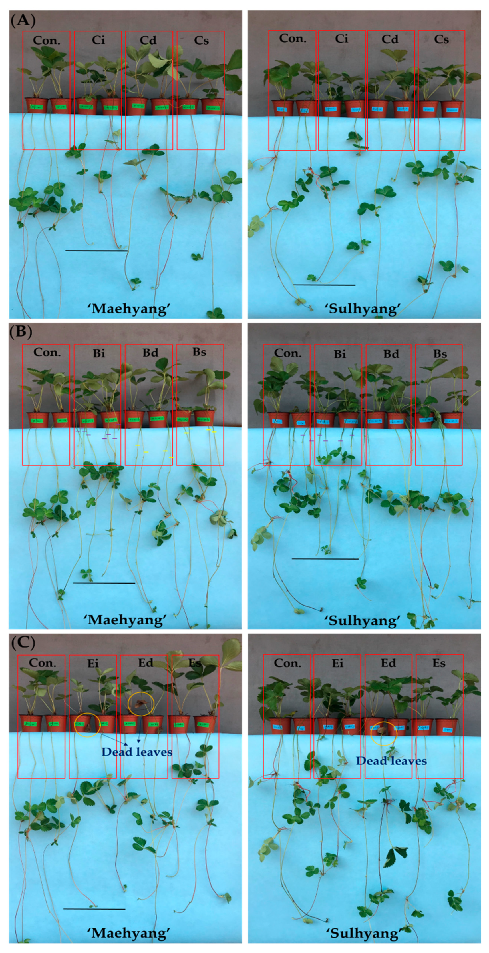 Agronomy 09 00059 g001