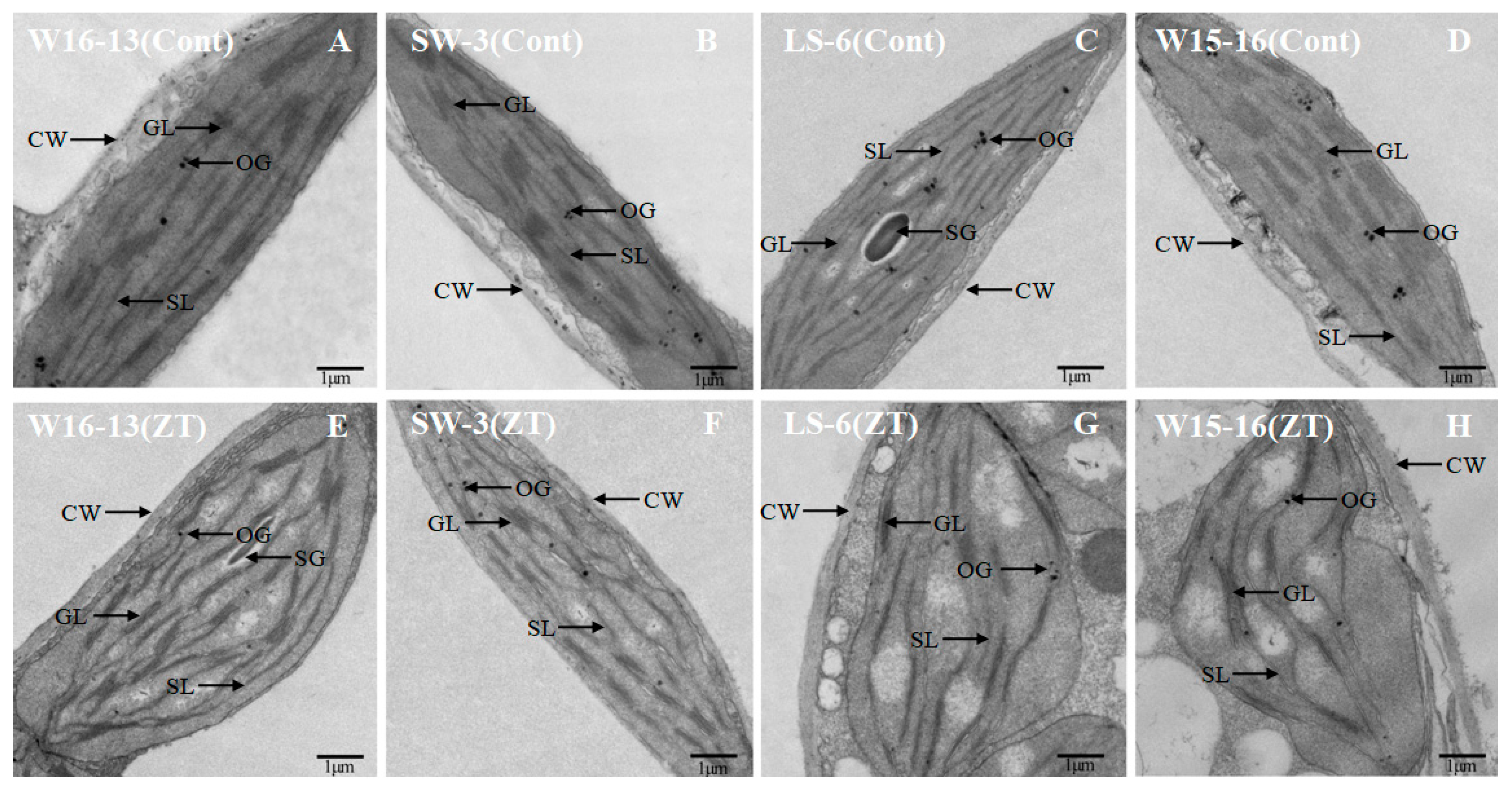 Agronomy 09 00061 g013 Agronomy 09 00061 g013