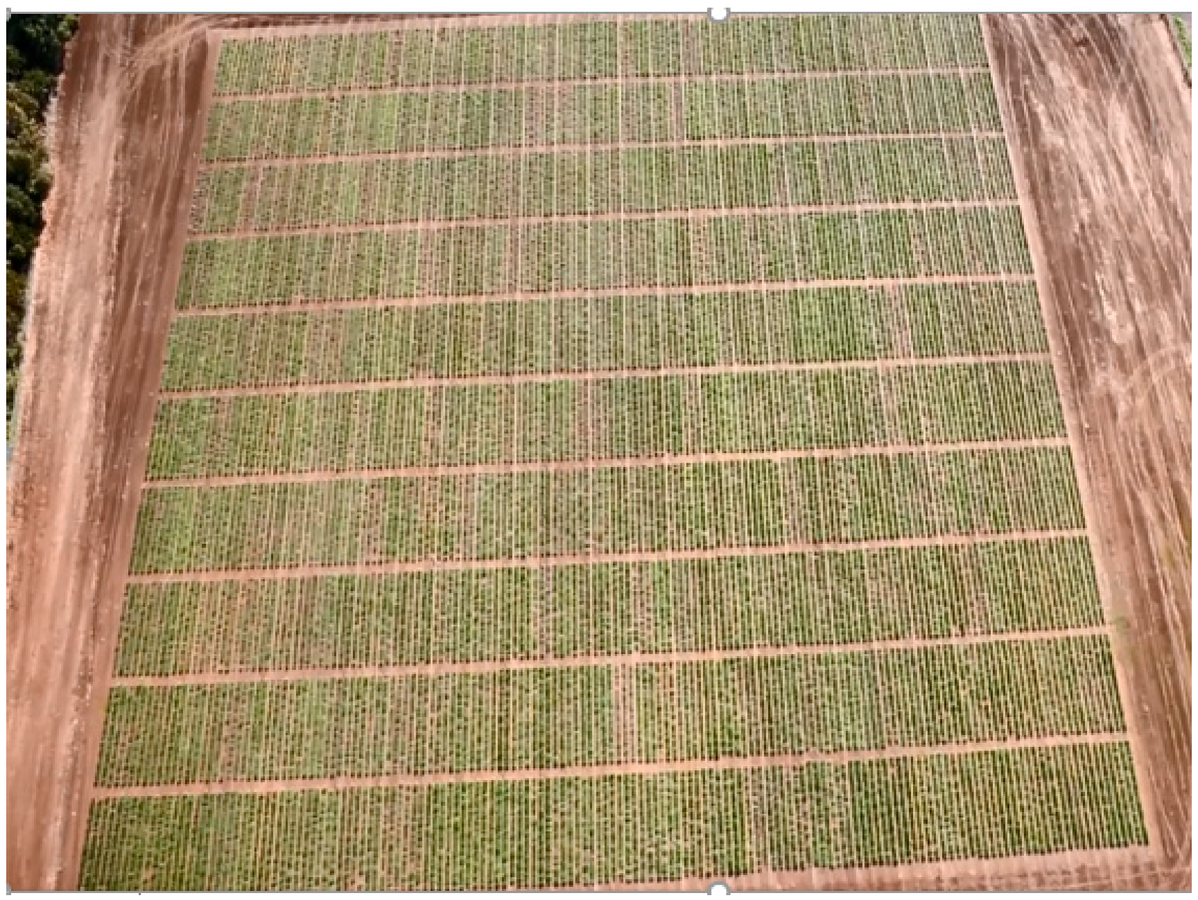 Agronomy 09 00065 g001