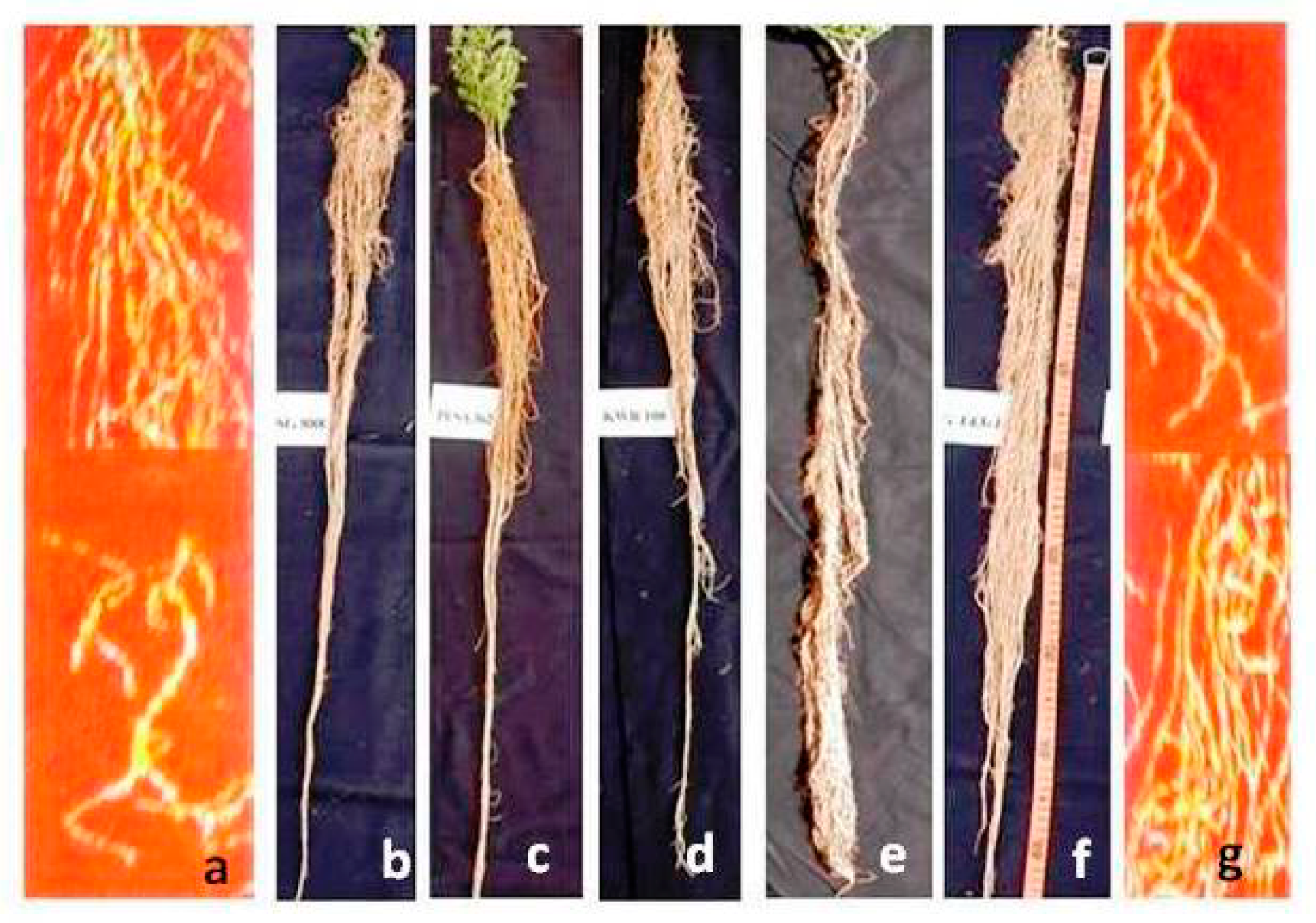 Agronomy 09 00126 g001