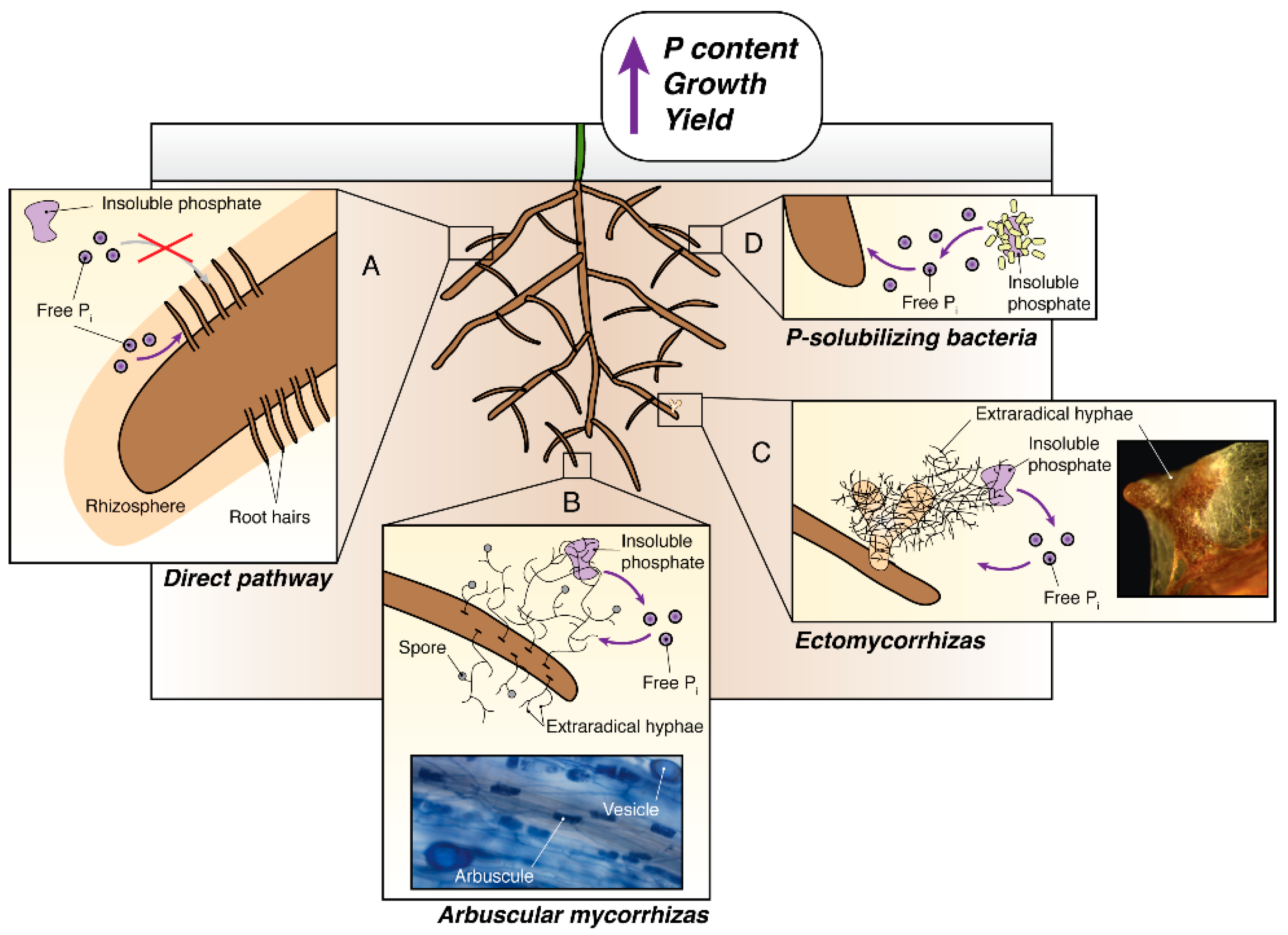 Agronomy 09 00127 g001 Agronomy 09 00127 g001