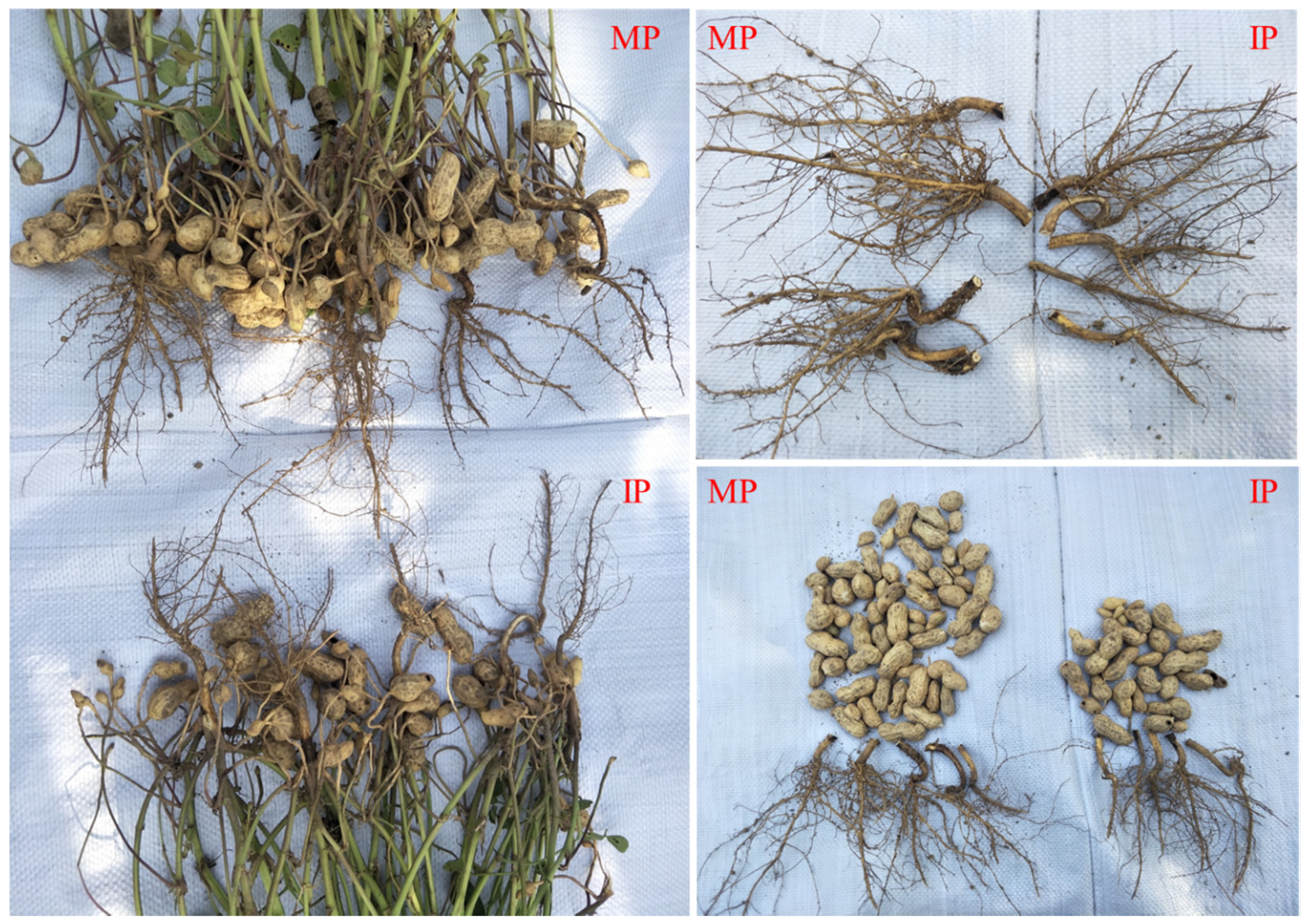 Agronomy 09 00150 g003 Agronomy 09 00150 g003