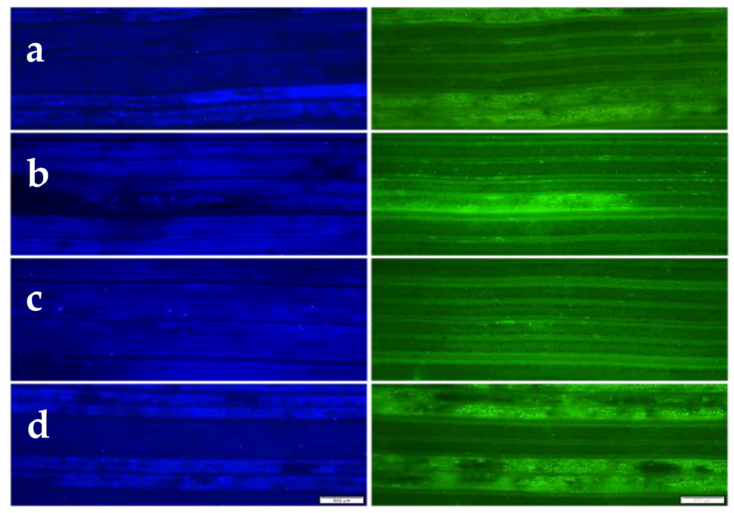 Agronomy 09 00154 g001