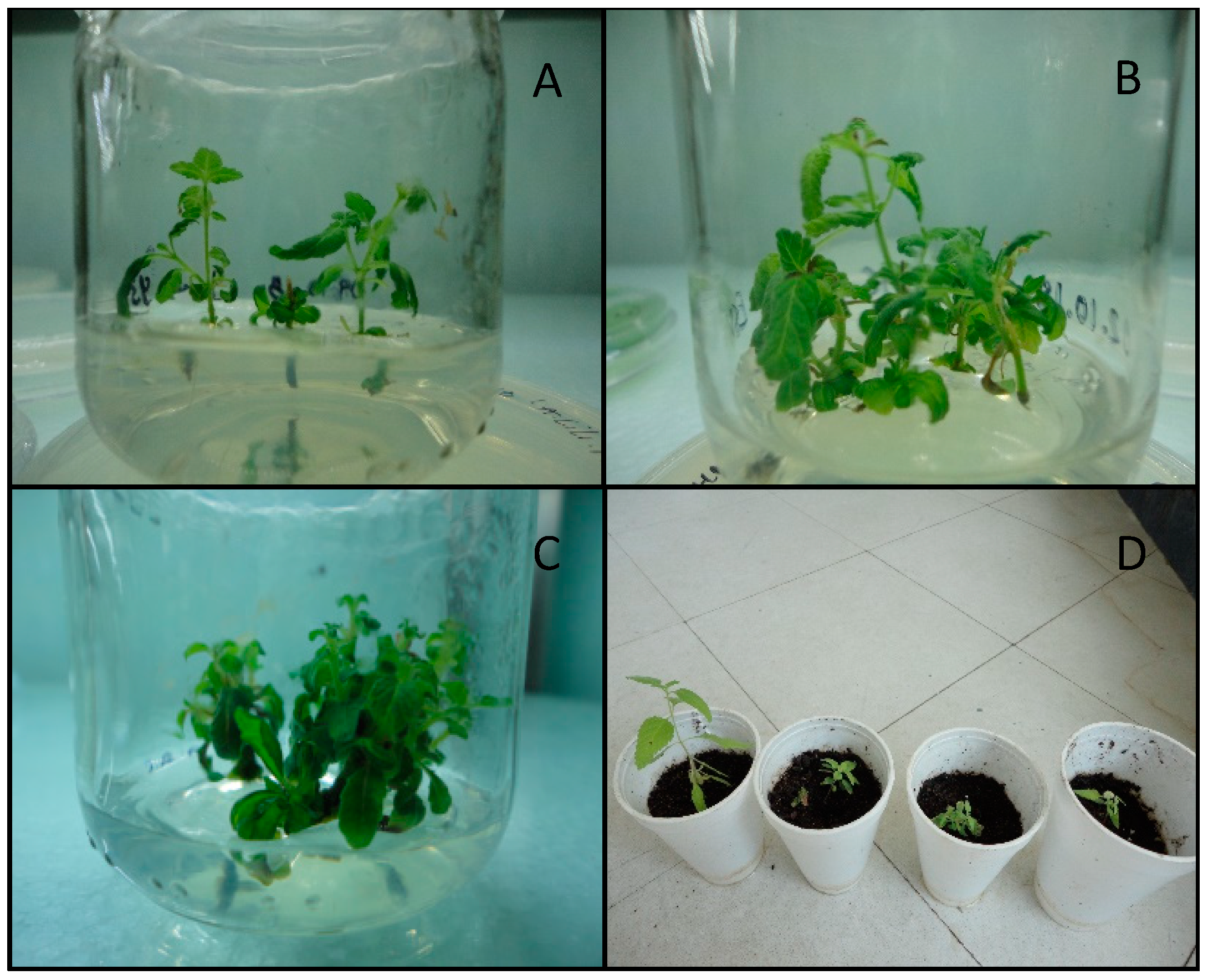 Agronomy 09 00166 g001 Agronomy 09 00166 g001