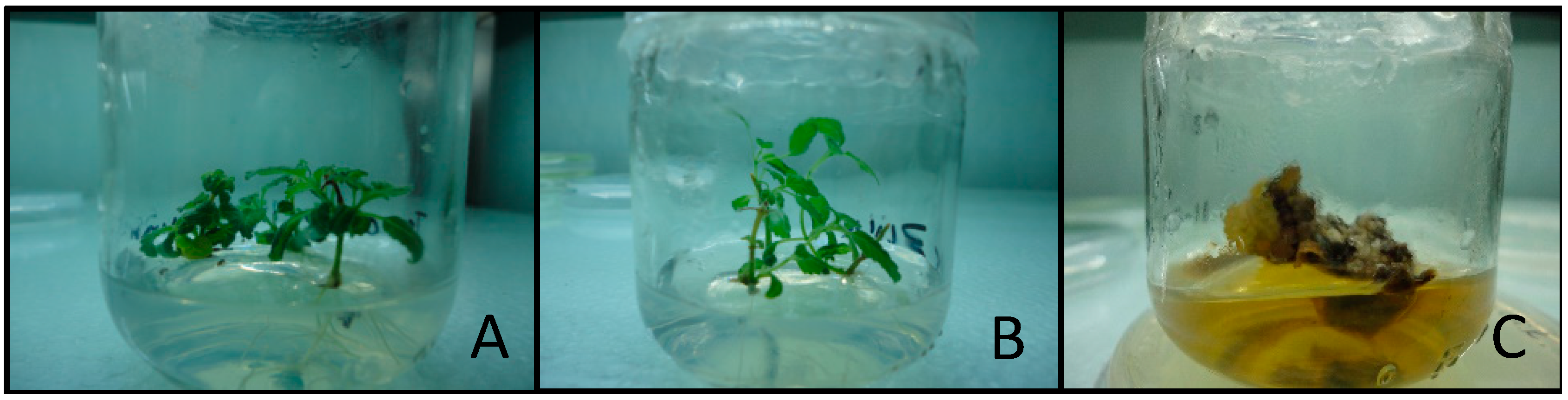 Agronomy 09 00166 g002 Agronomy 09 00166 g002