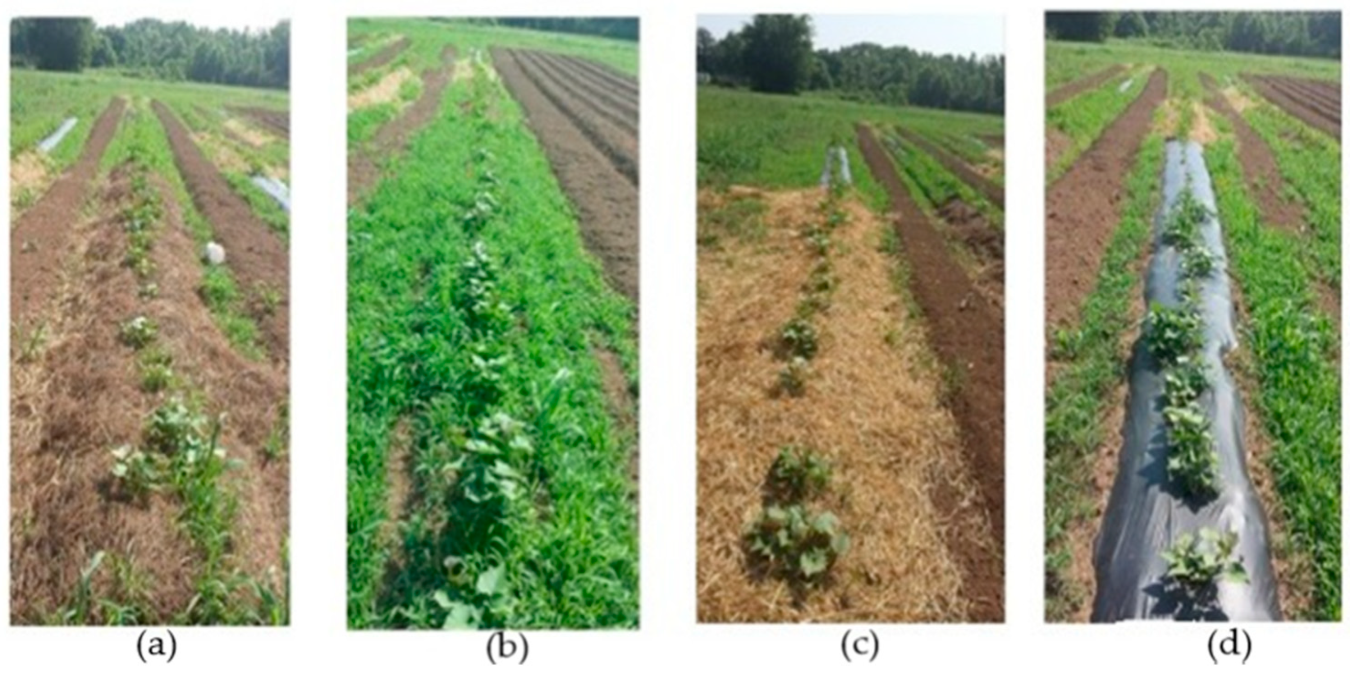 Agronomy 09 00190 g003 Agronomy 09 00190 g003