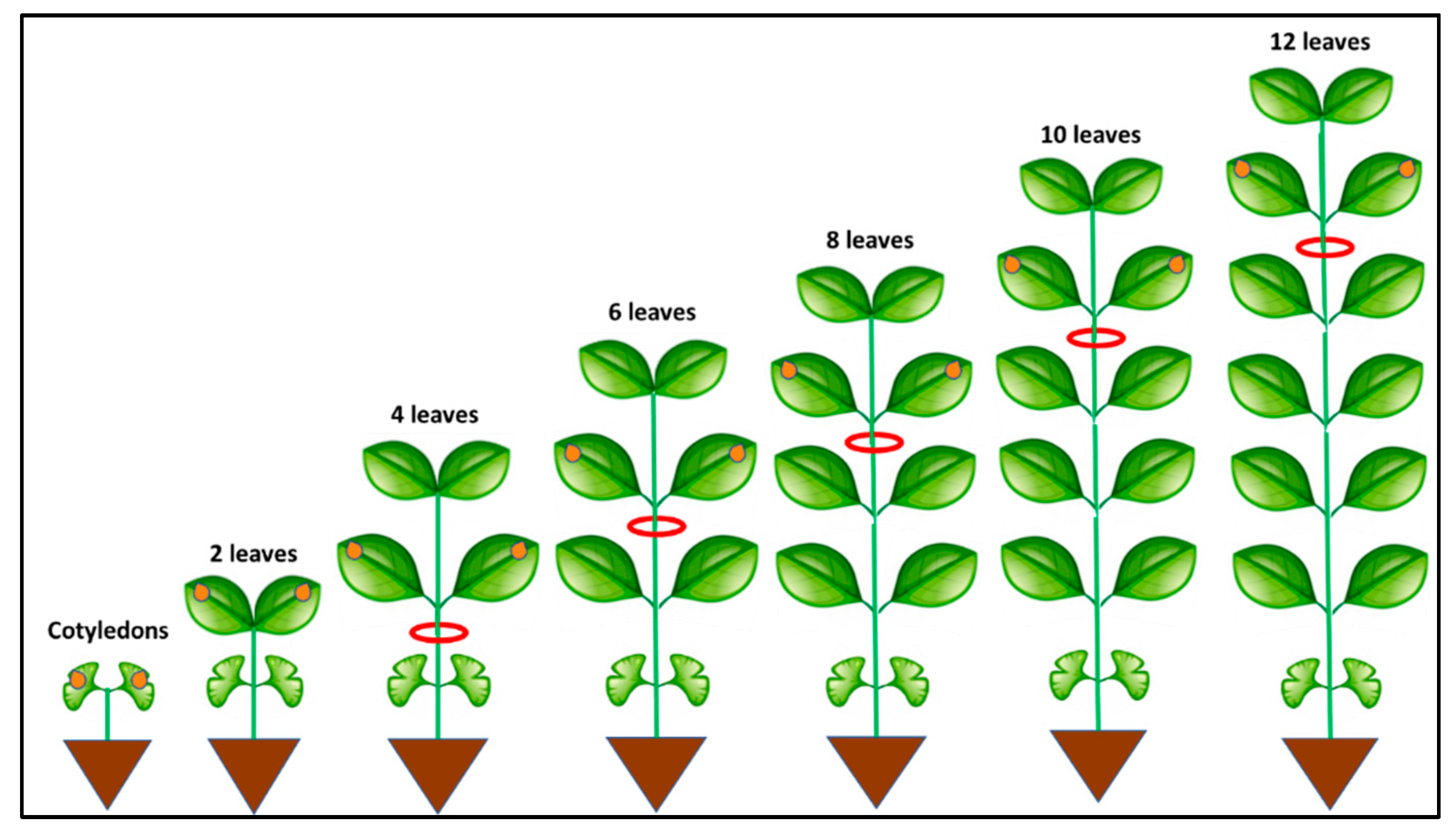 Agronomy 09 00205 g001