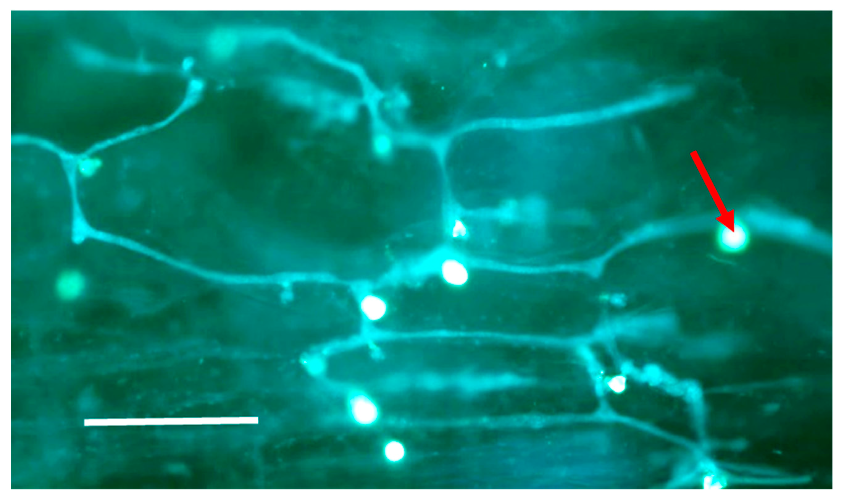 Agronomy 09 00205 g002