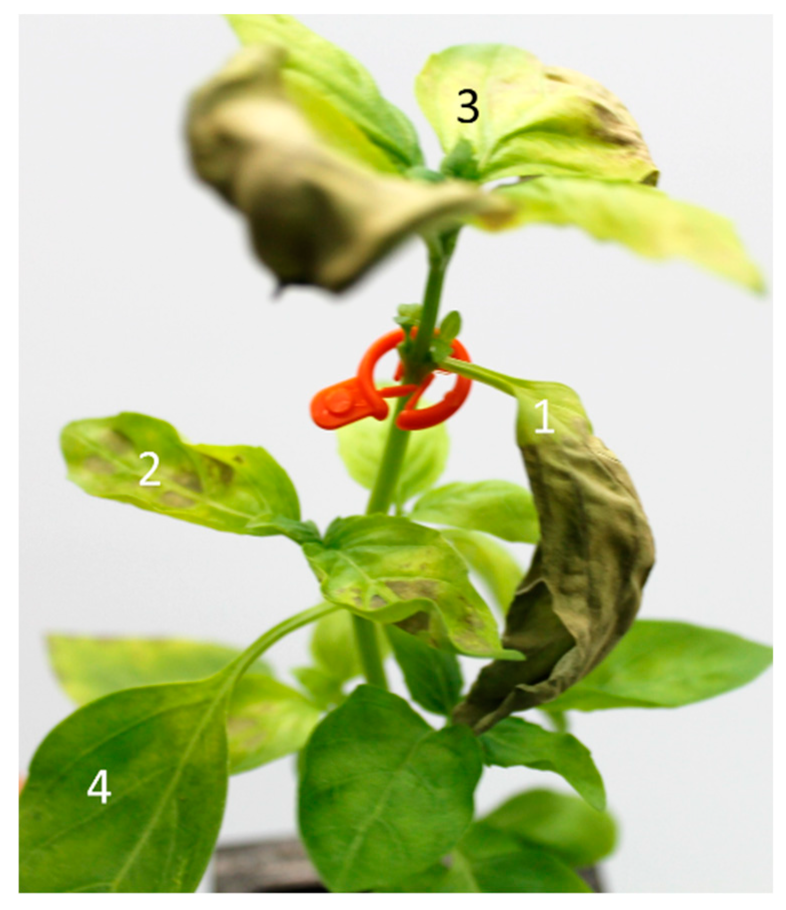 Agronomy 09 00205 g004