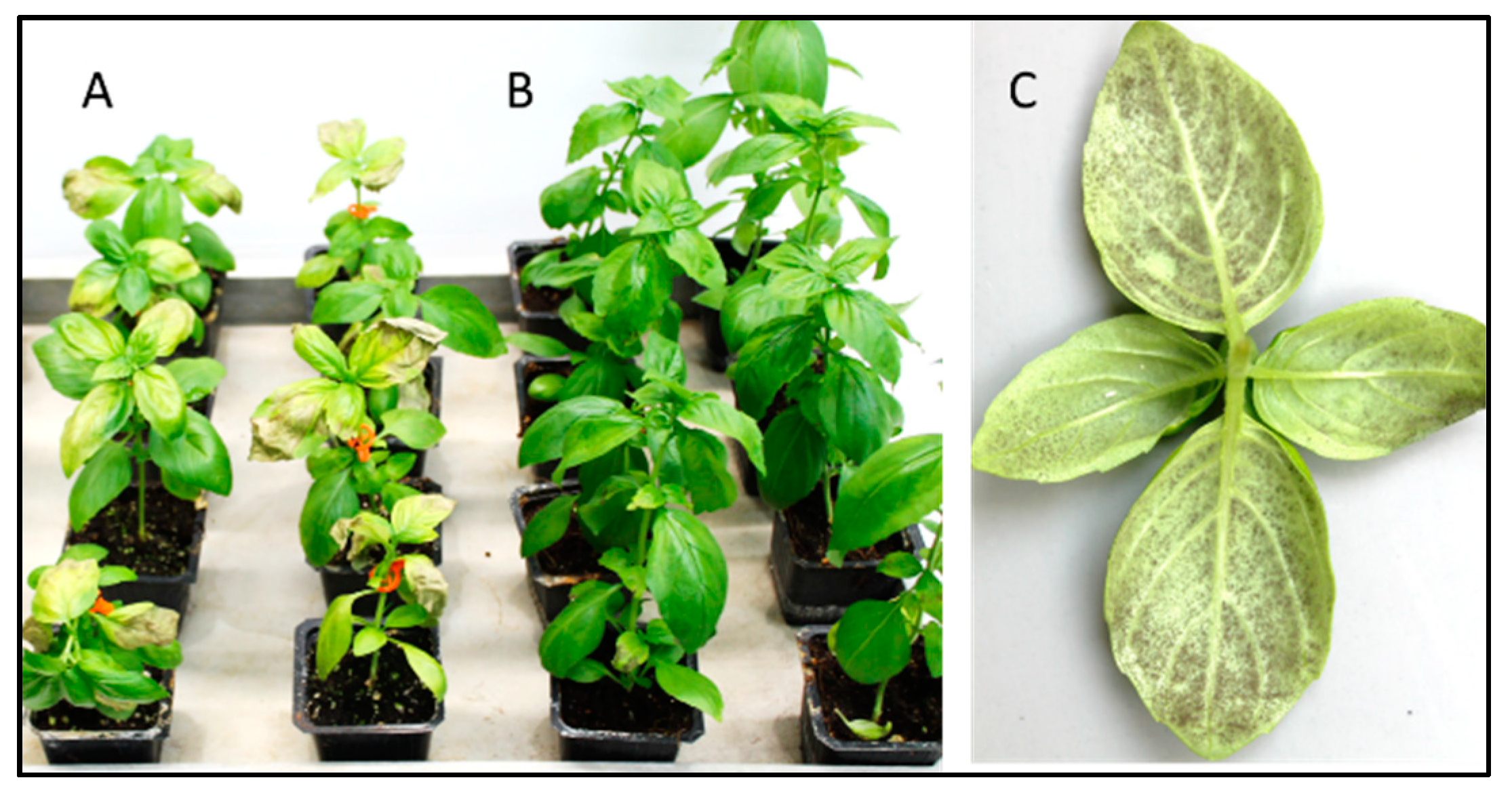 Agronomy 09 00205 g005
