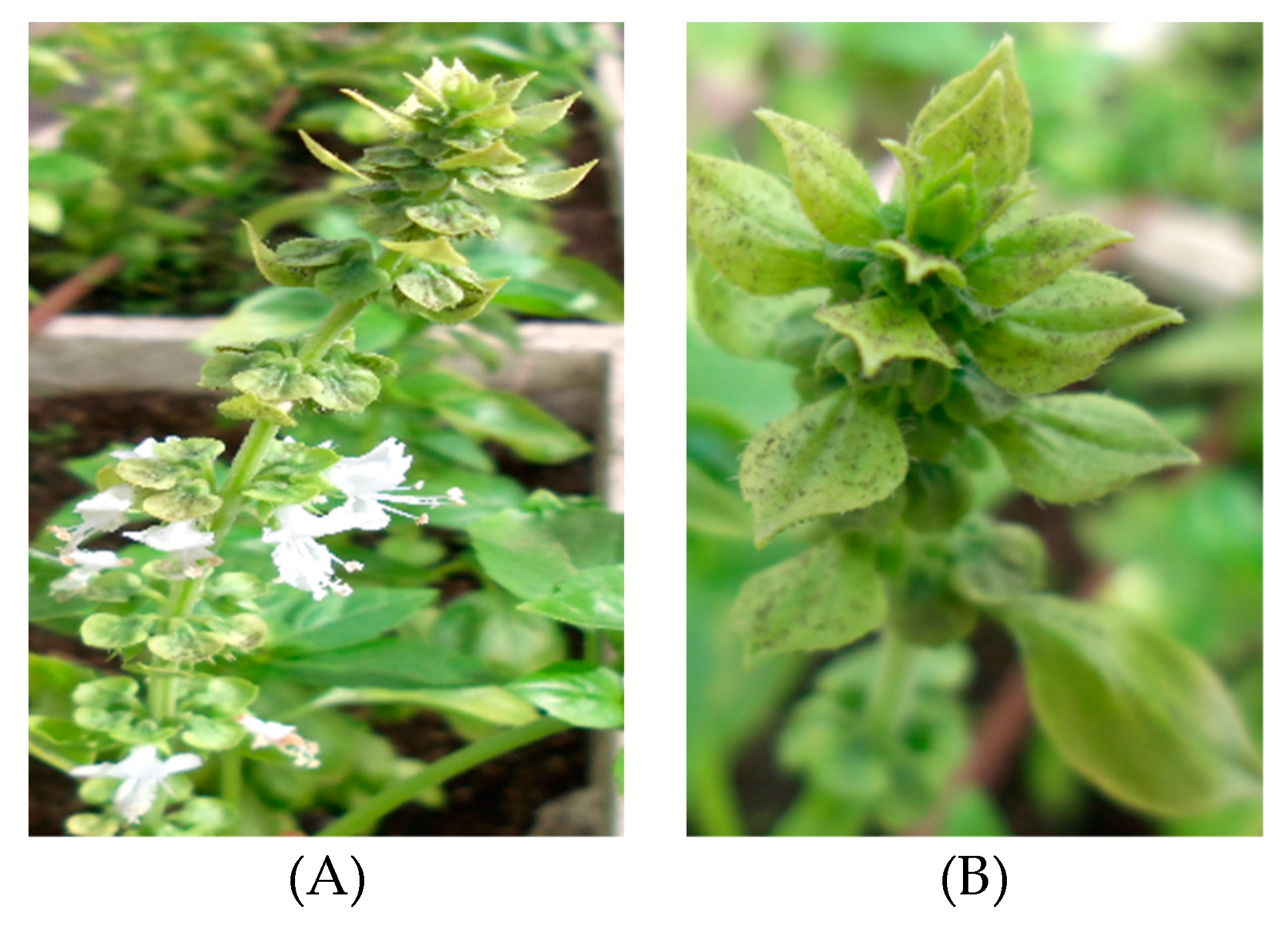 Agronomy 09 00205 g006