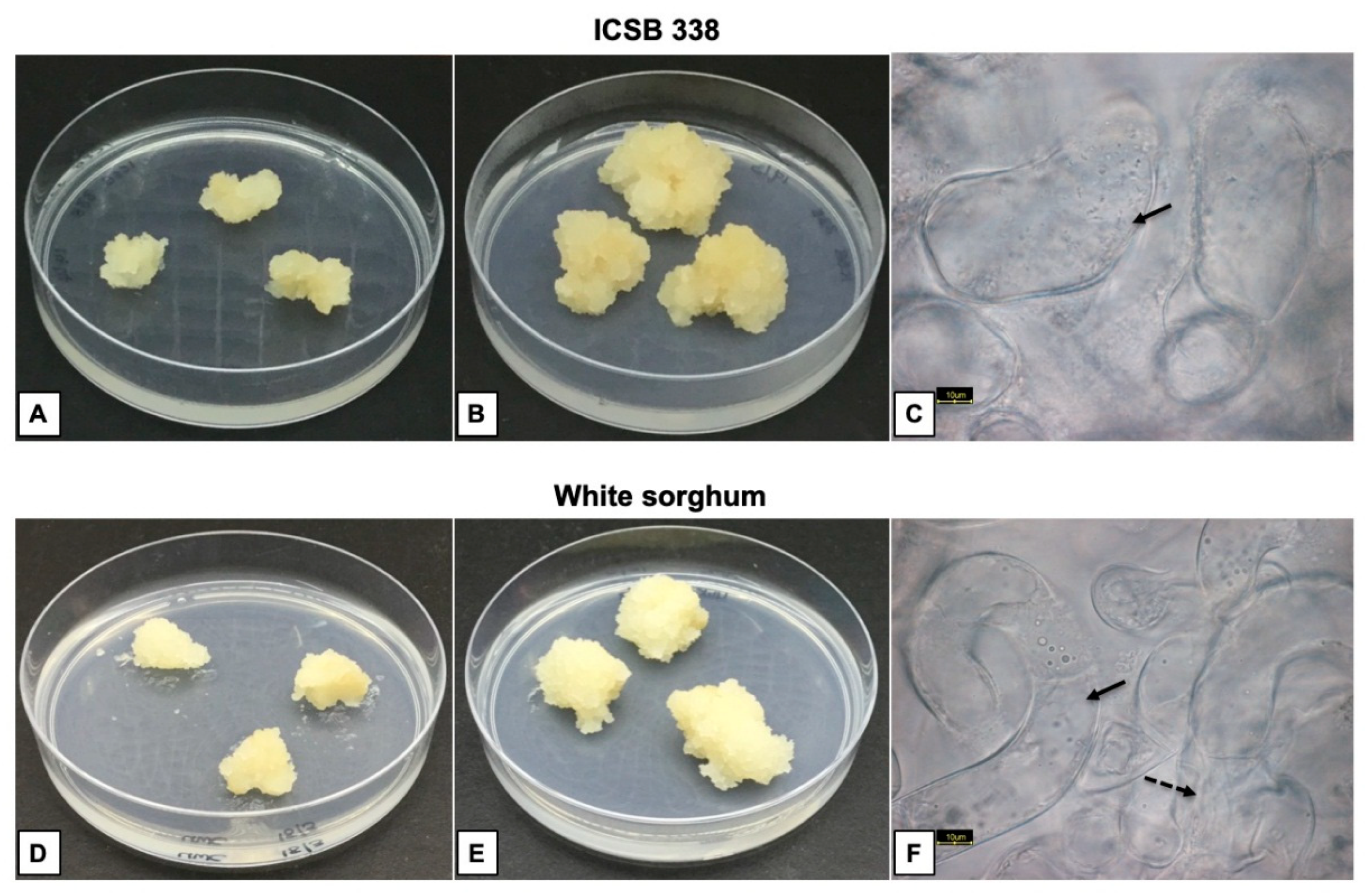 Agronomy 09 00218 g002