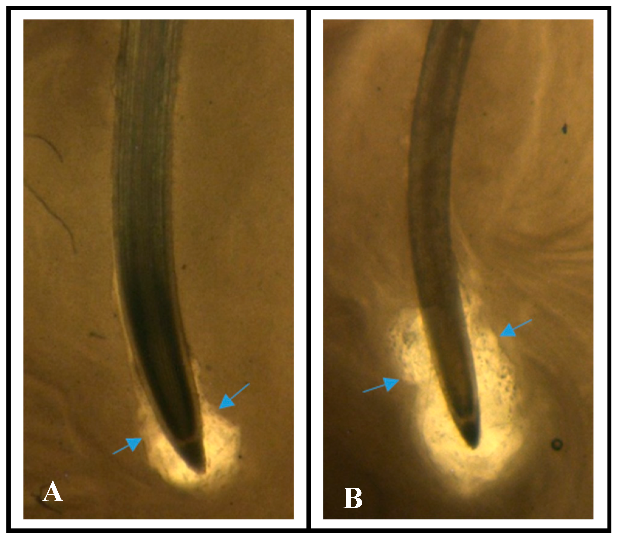 Agronomy 09 00220 g001 Agronomy 09 00220 g001