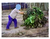 Agronomy 09 00253 i006 Agronomy 09 00253 i006