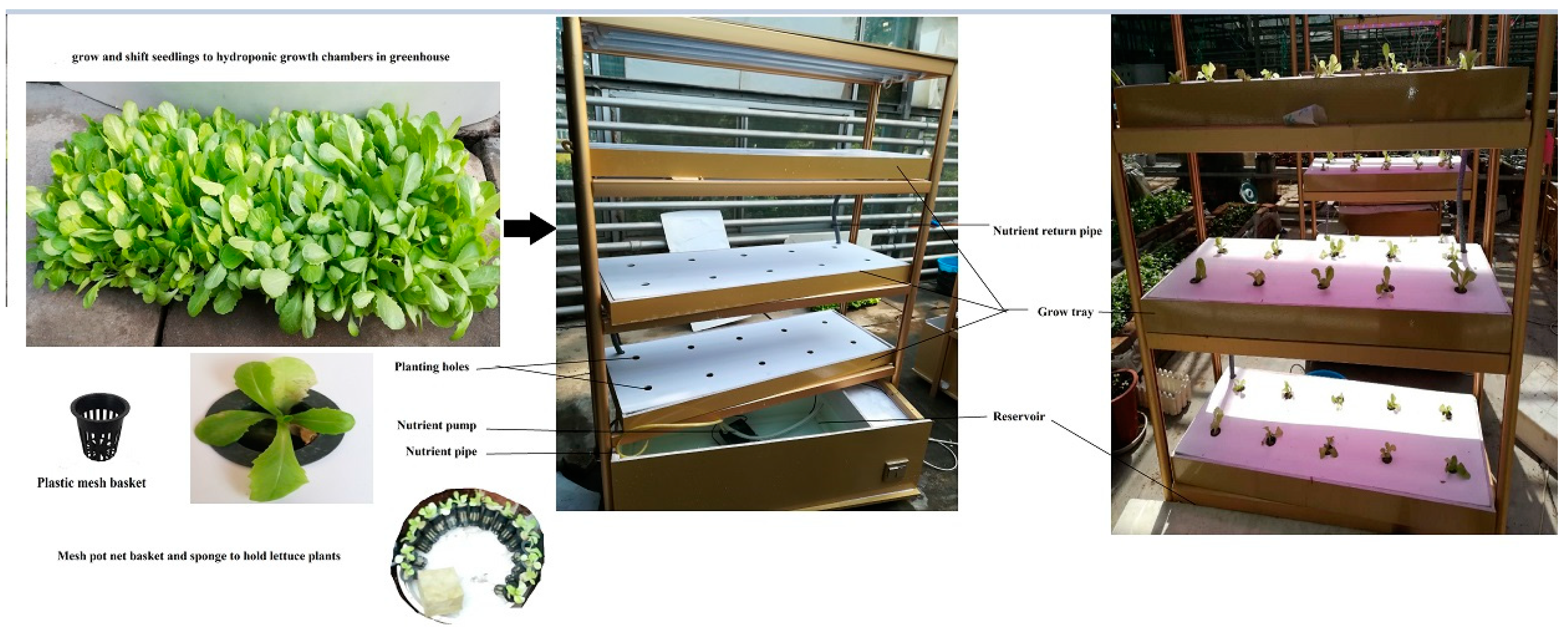 Agronomy 09 00266 g001