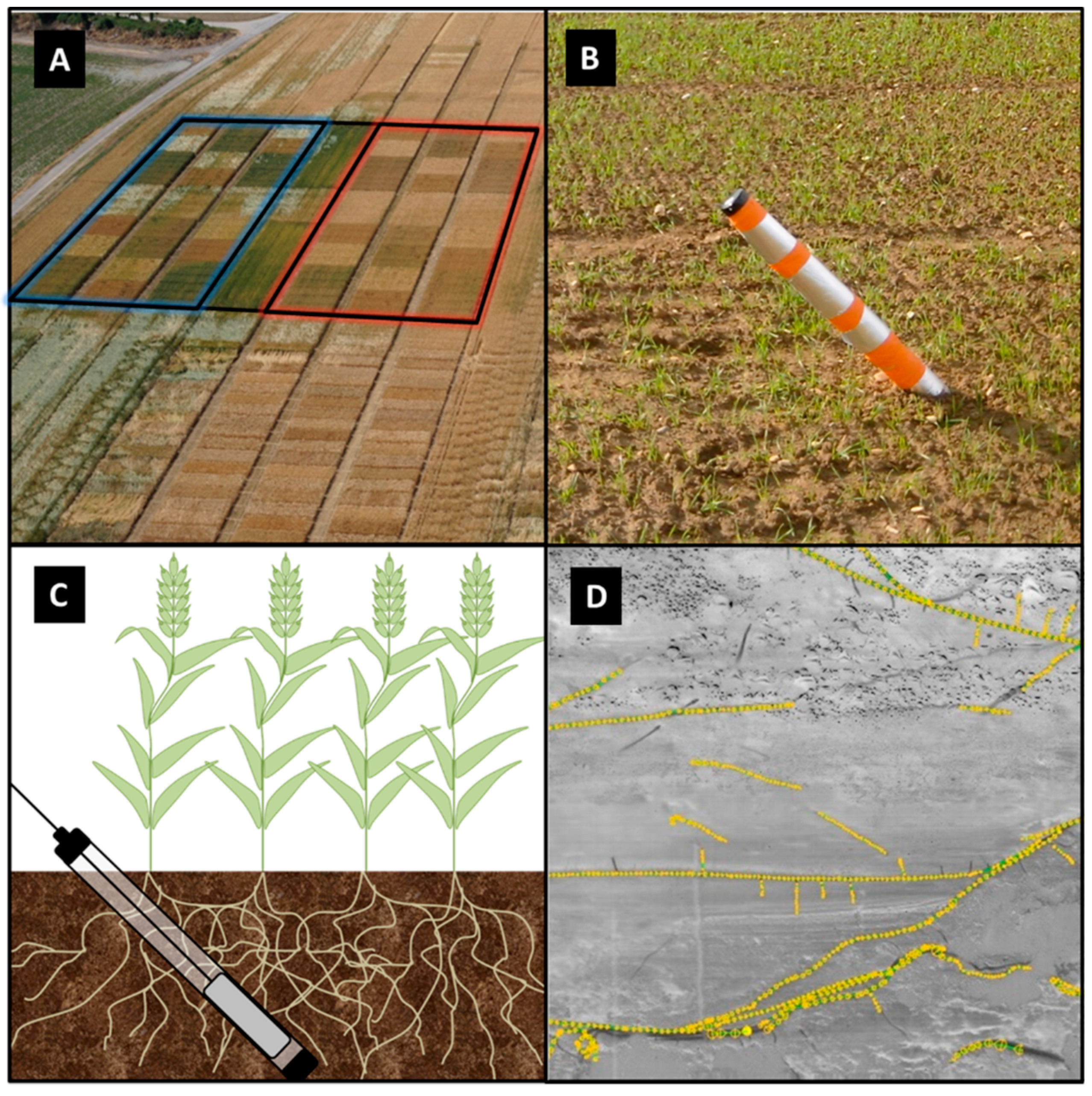 Agronomy 09 00297 g001