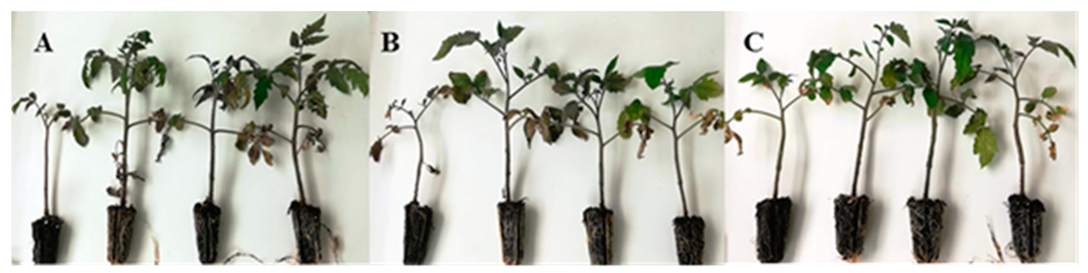 Agronomy 09 00299 g001