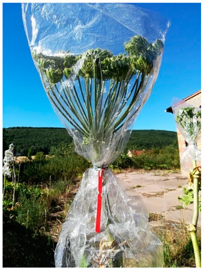 Agronomy 09 00332 g0a1 550