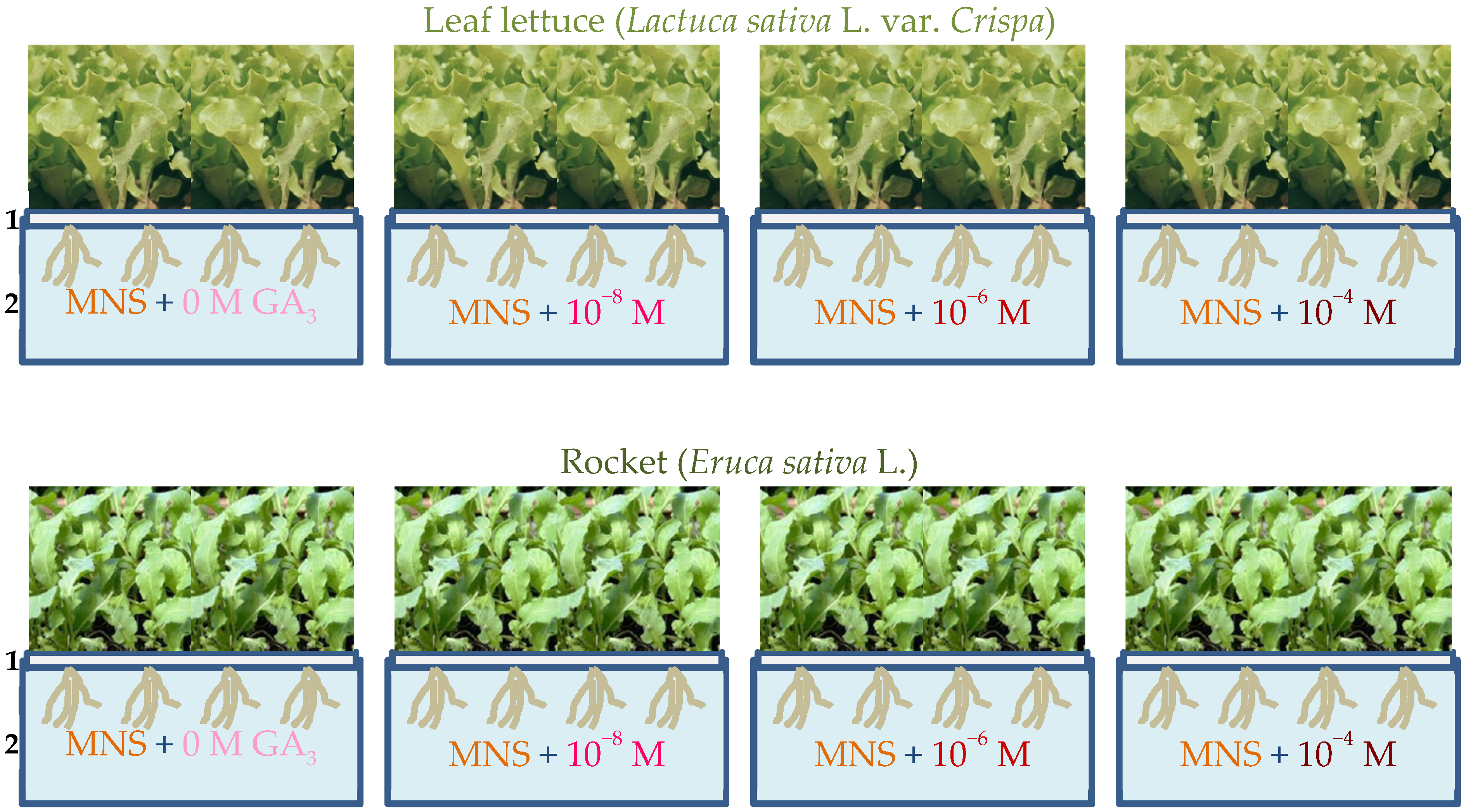 Agronomy 09 00382 g001