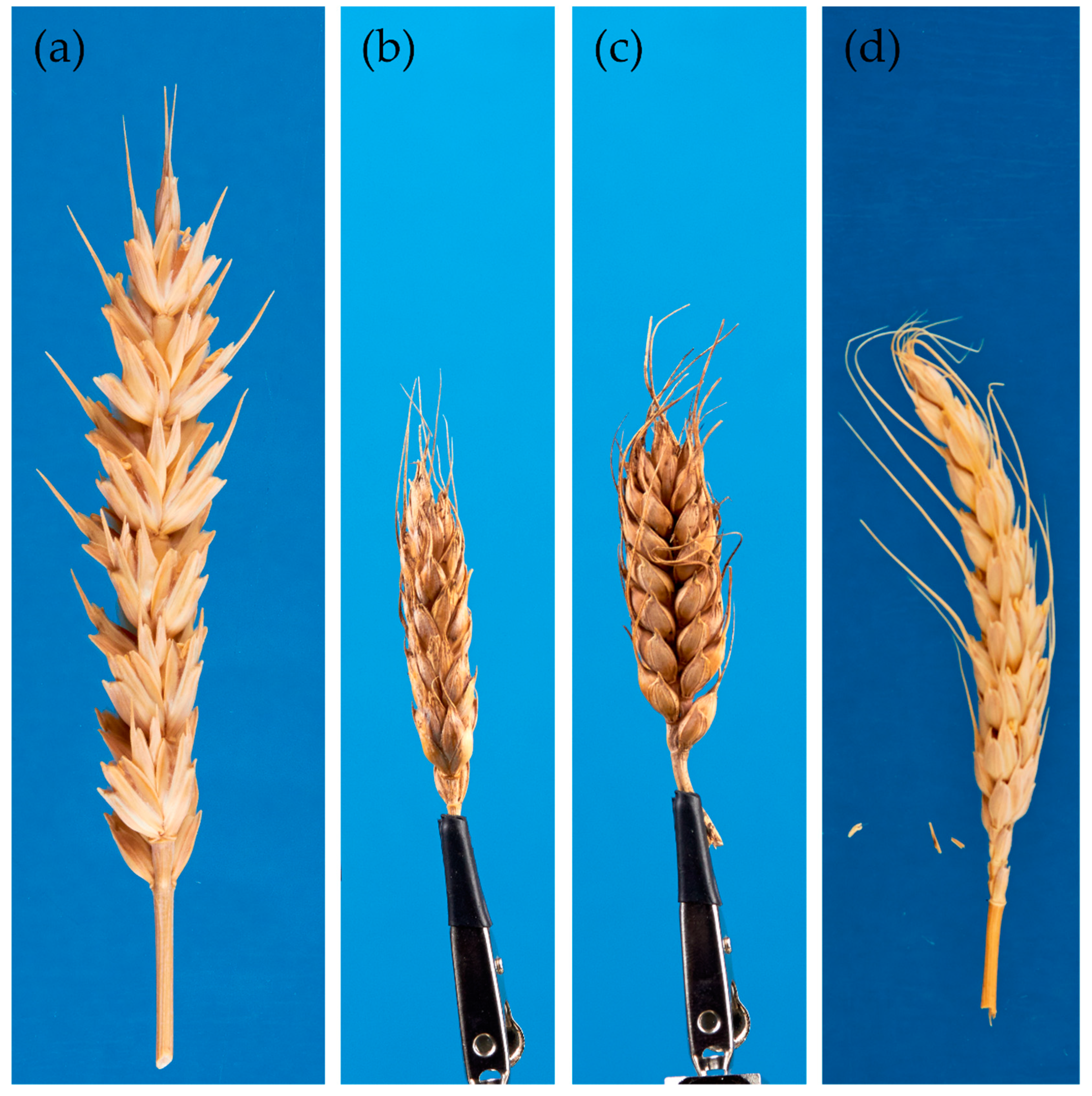 Agronomy 09 00390 g002 Agronomy 09 00390 g002