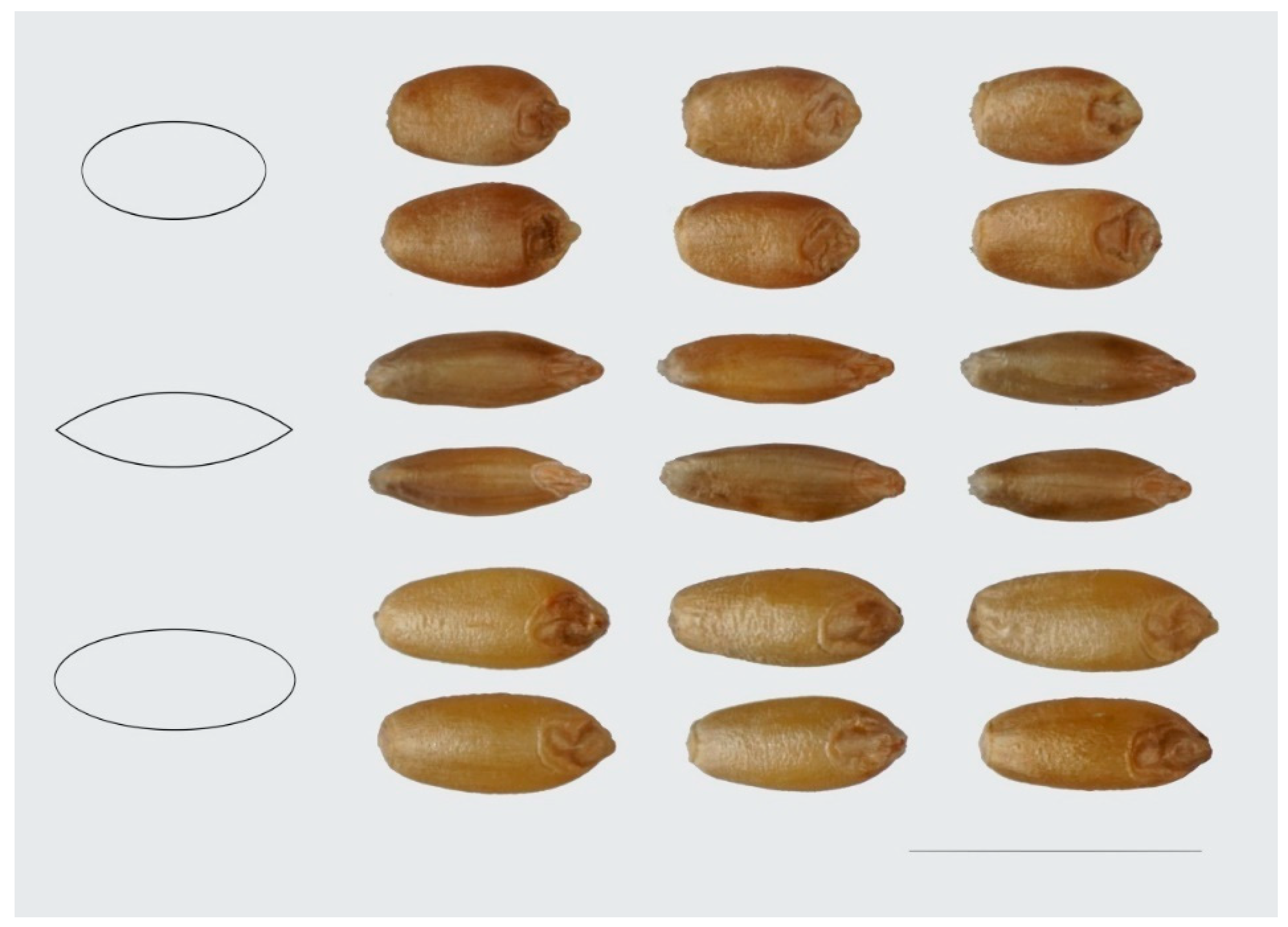 Agronomy 09 00399 g004 Agronomy 09 00399 g004
