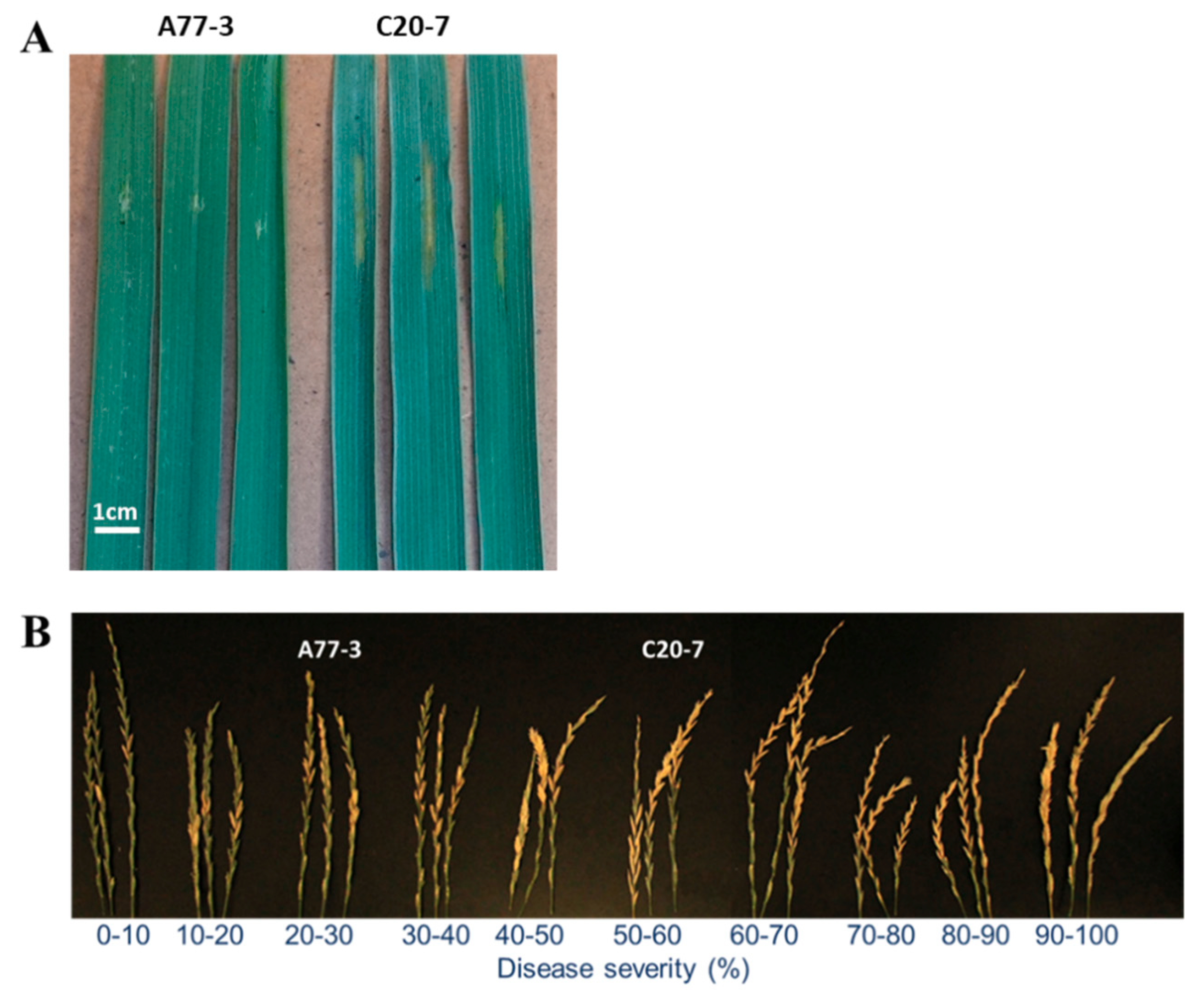Agronomy 09 00429 g001 Agronomy 09 00429 g001