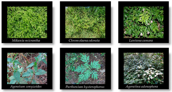 Agronomy 09 00442 g0a1