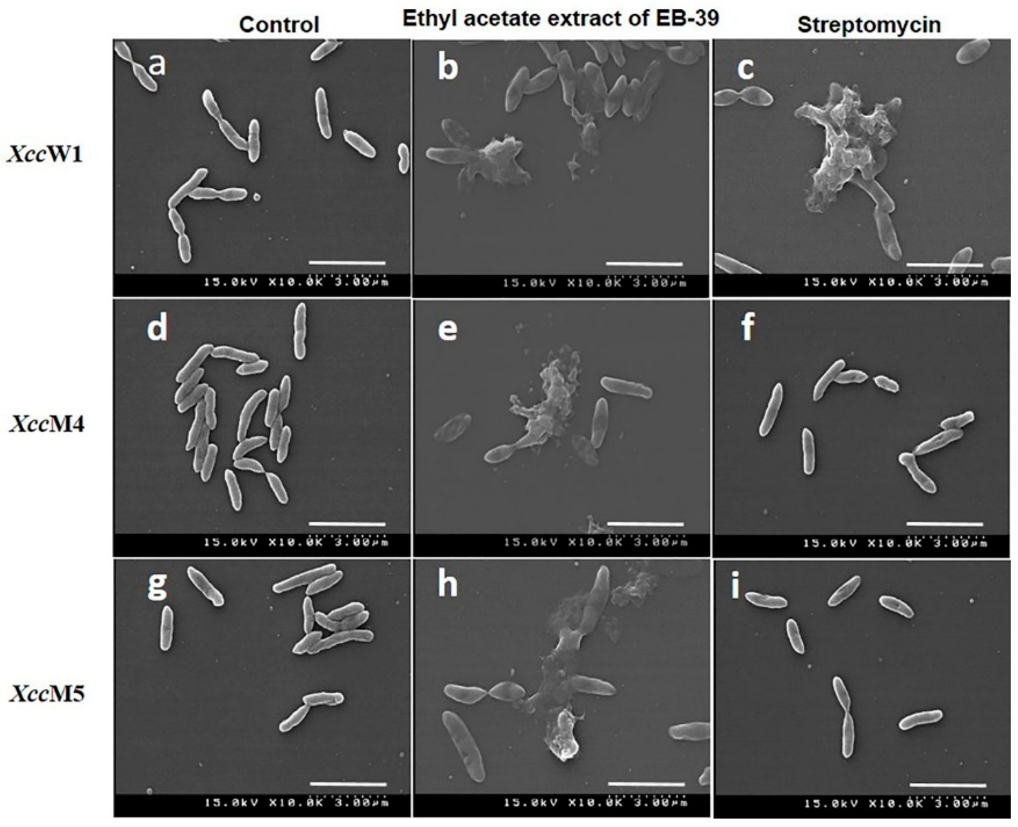 Agronomy 09 00470 g004