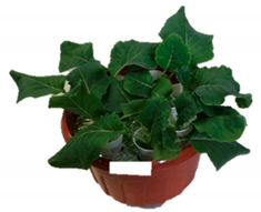 Agronomy 09 00502 i001