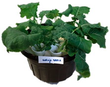 Agronomy 09 00502 i003